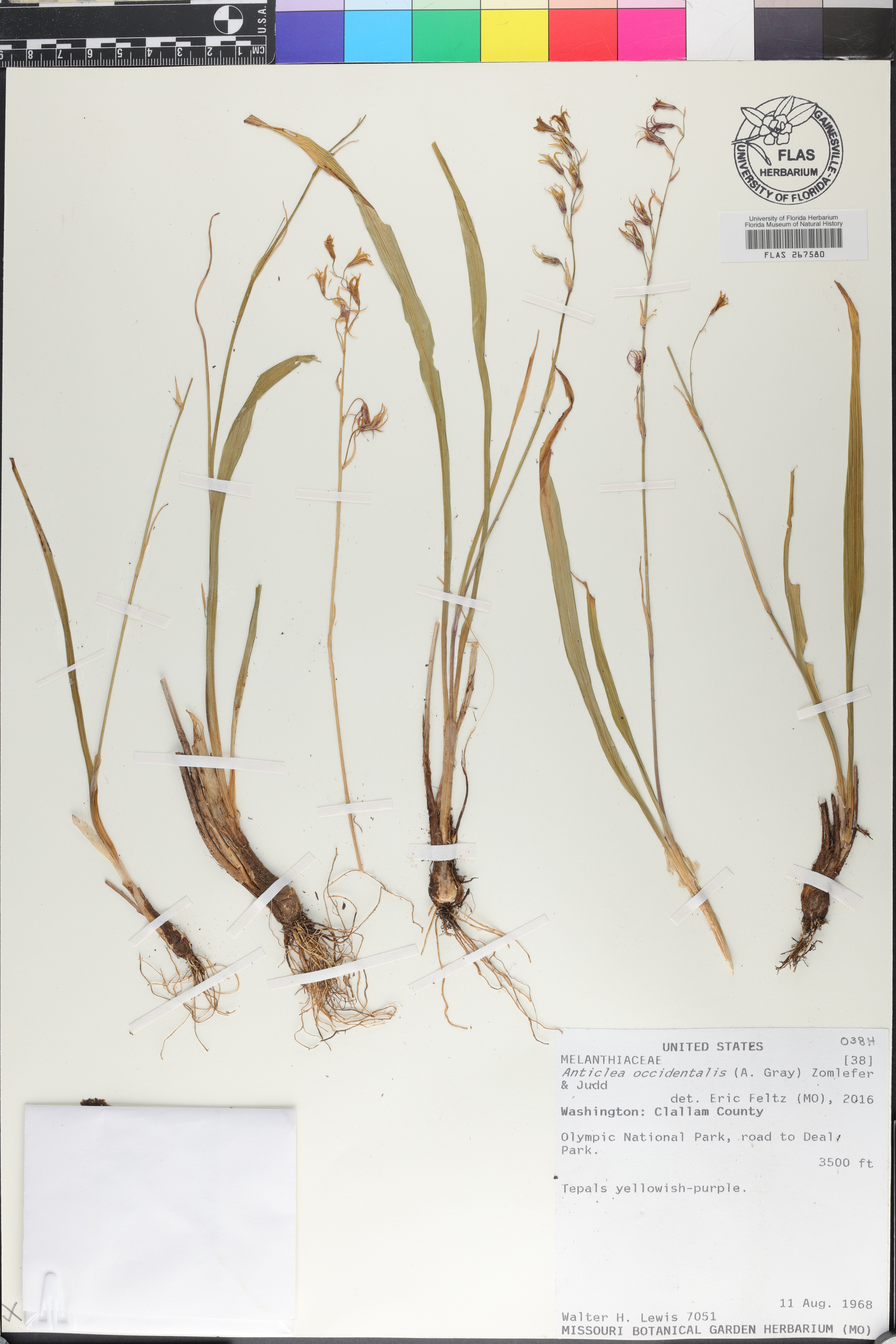 Anticlea occidentalis image