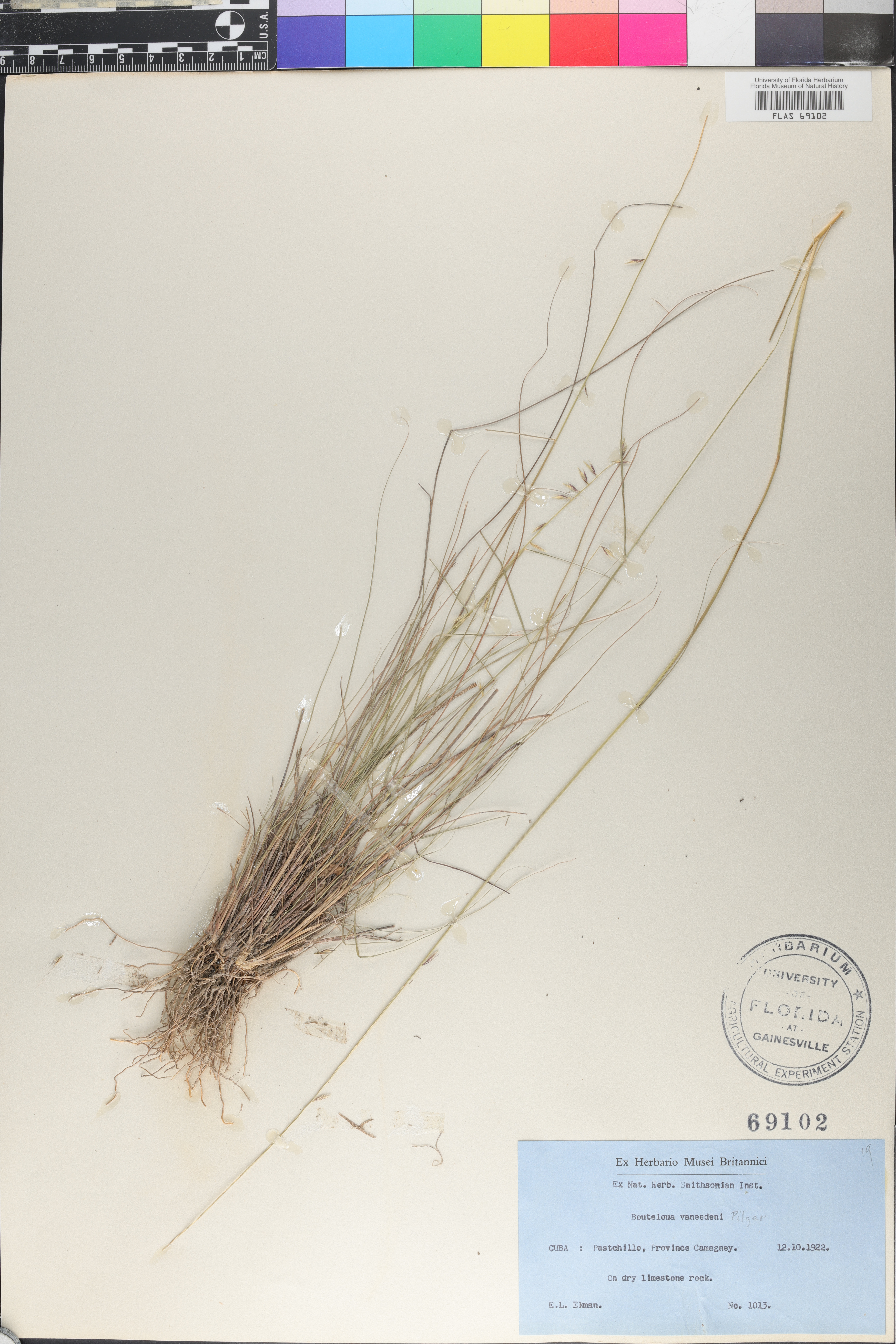 Bouteloua vaneedenii image