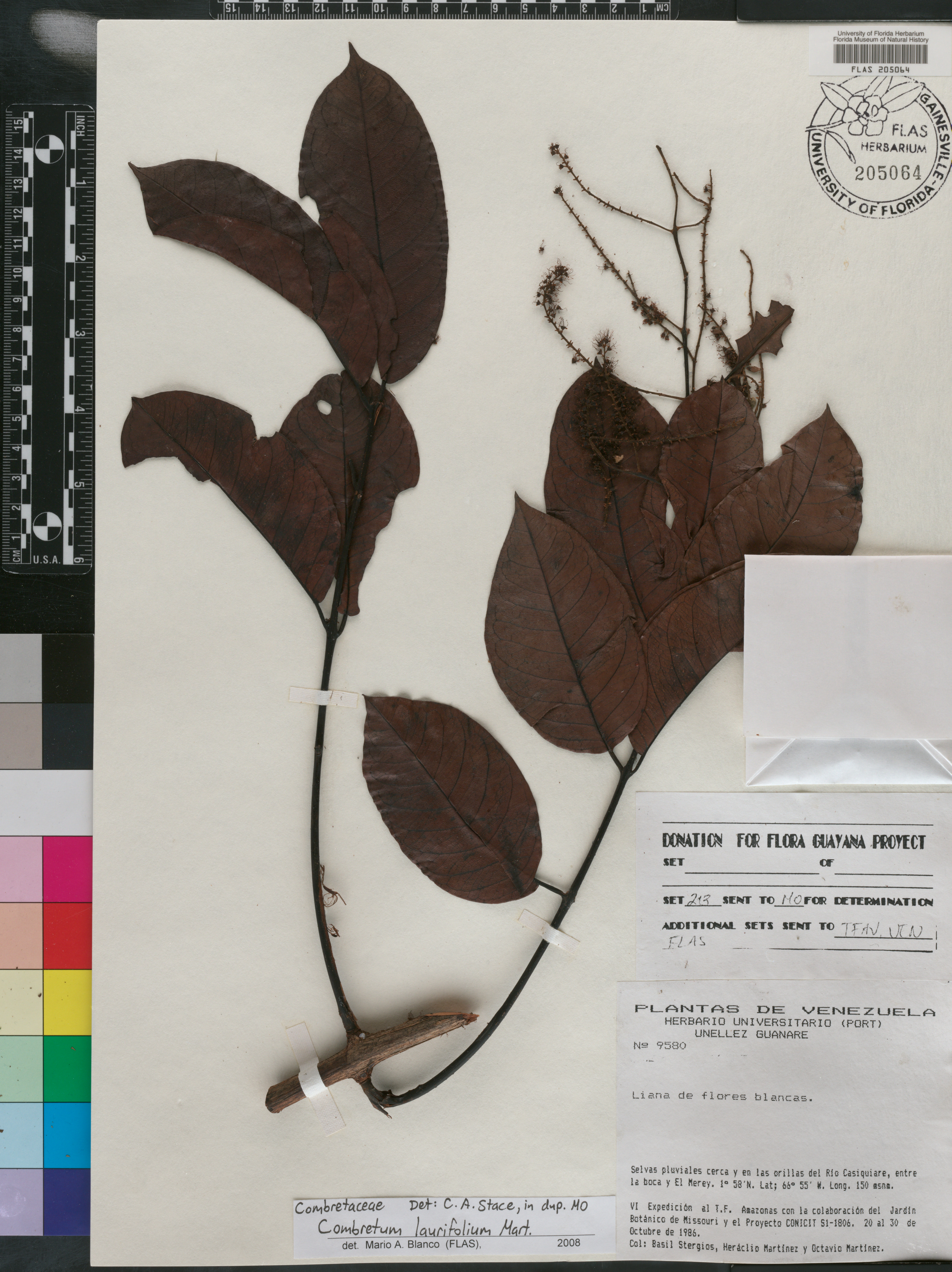 Combretum laurifolium image