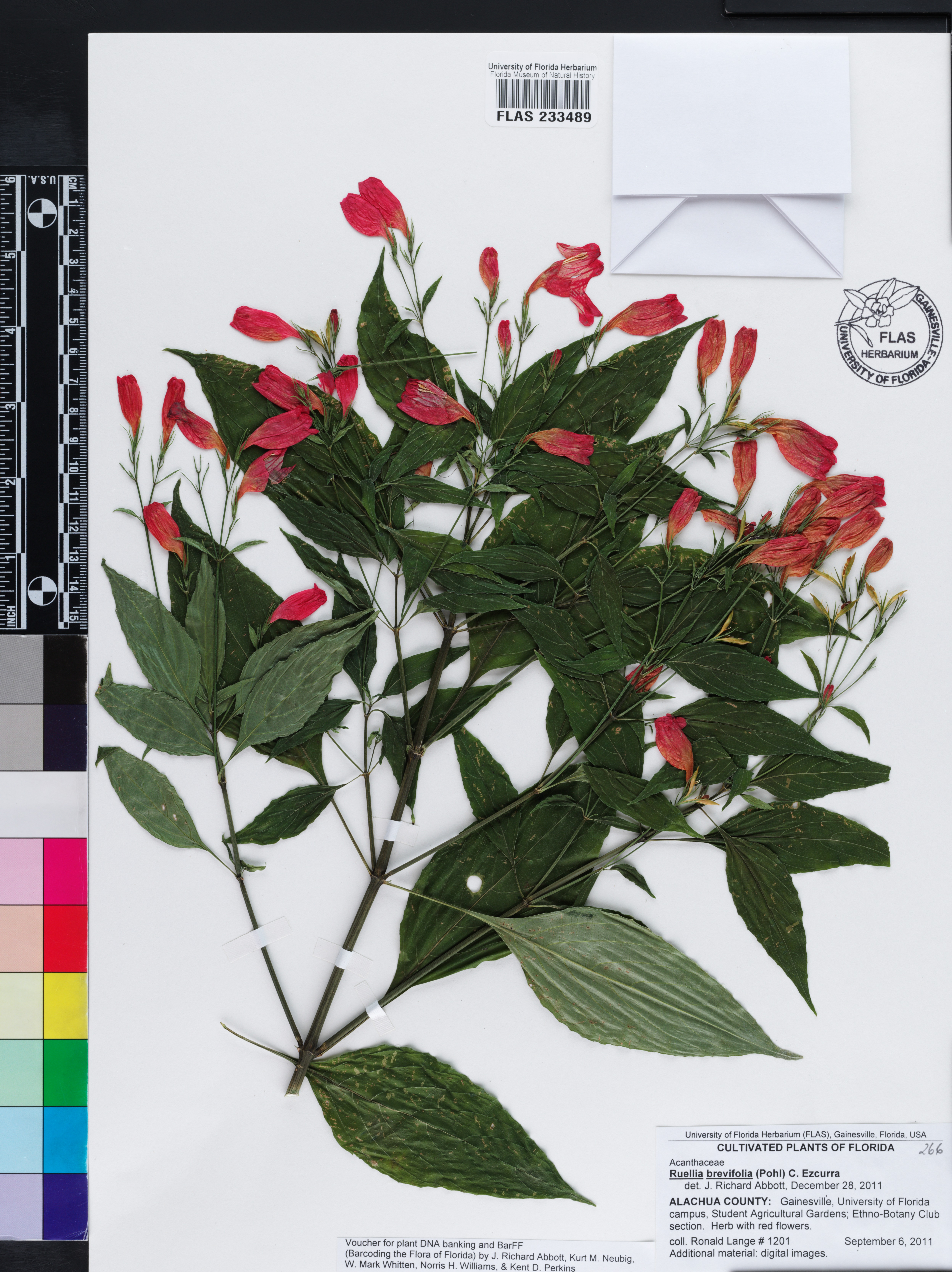 Ruellia brevifolia image