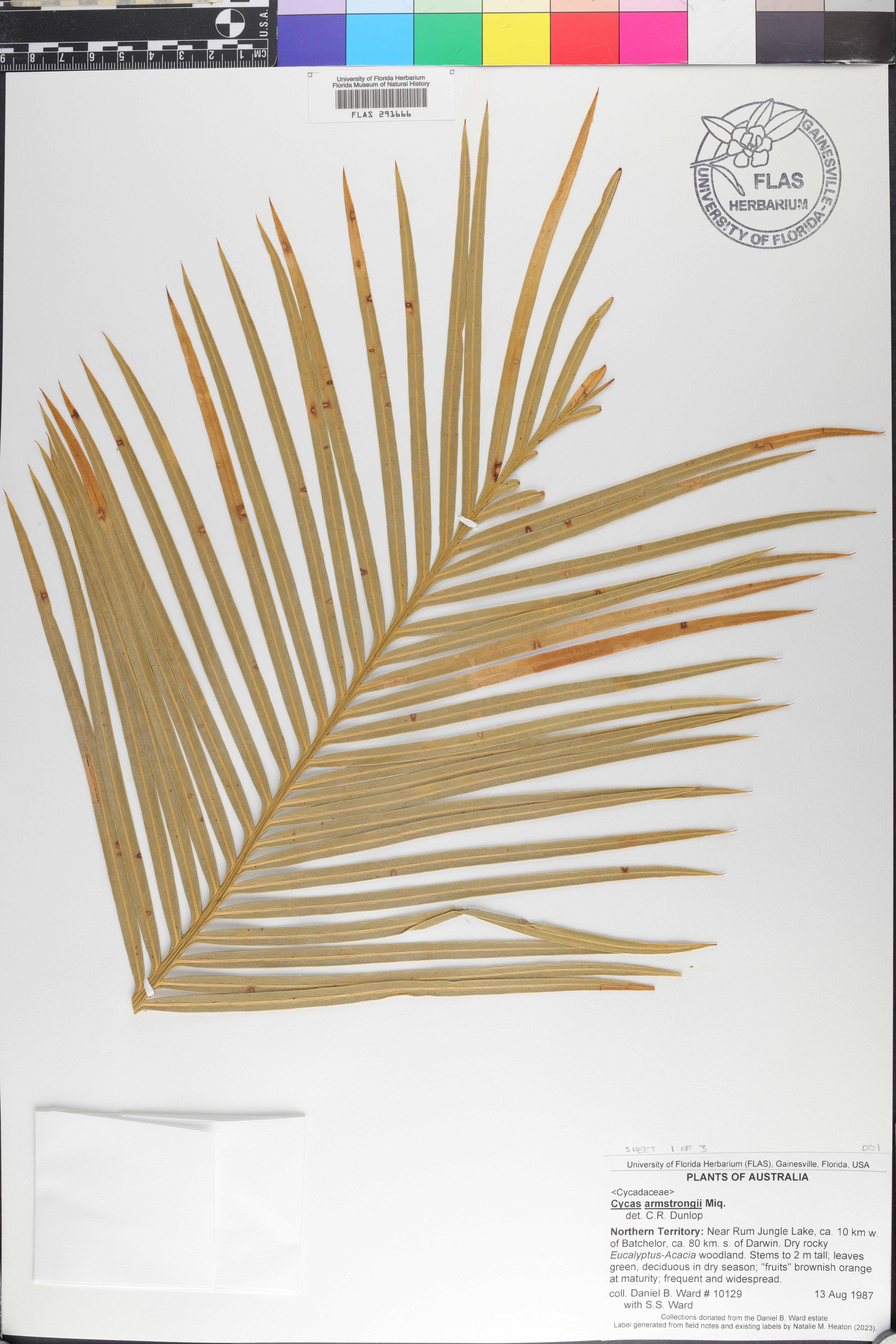 Cycas armstrongii image