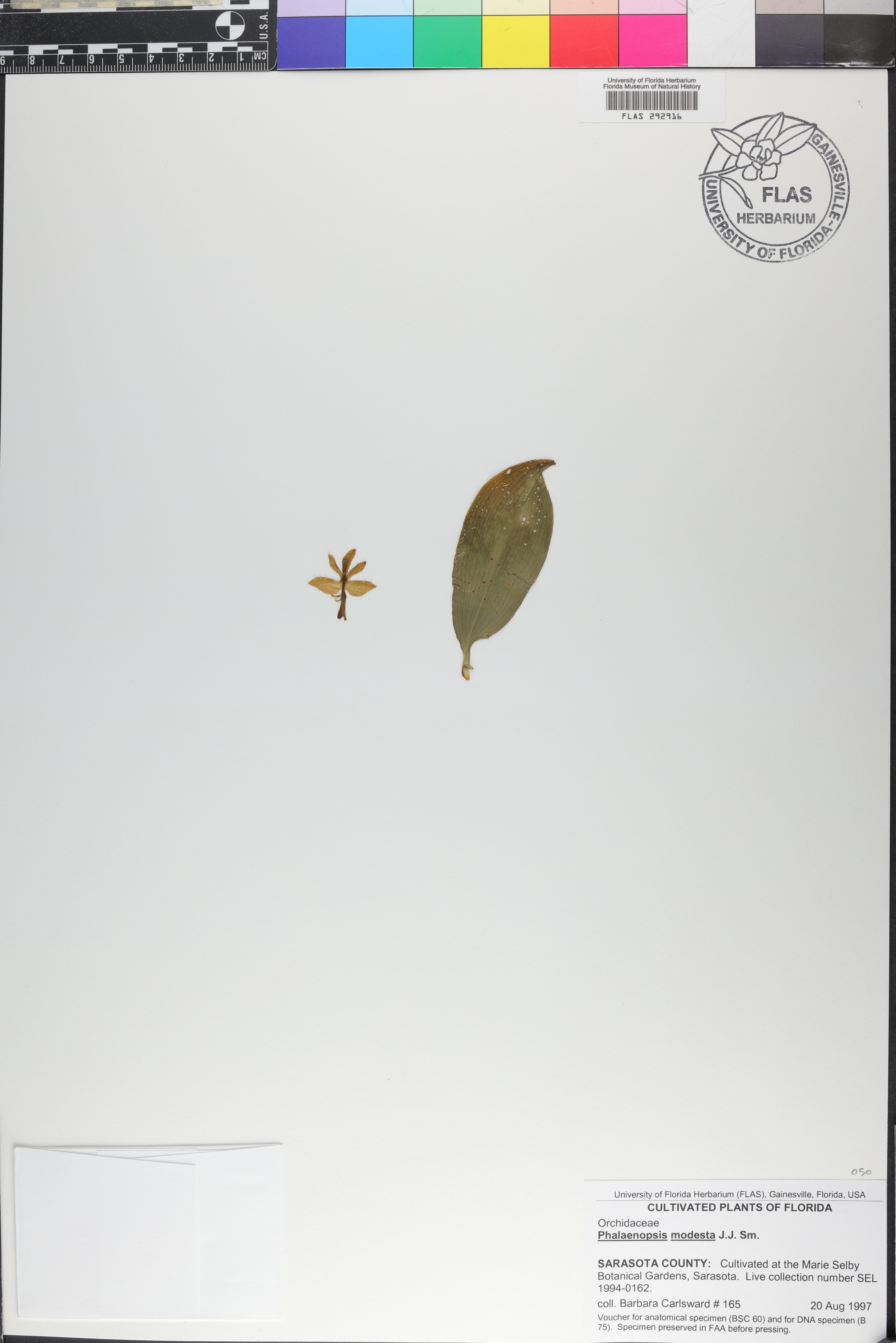 Phalaenopsis modesta image