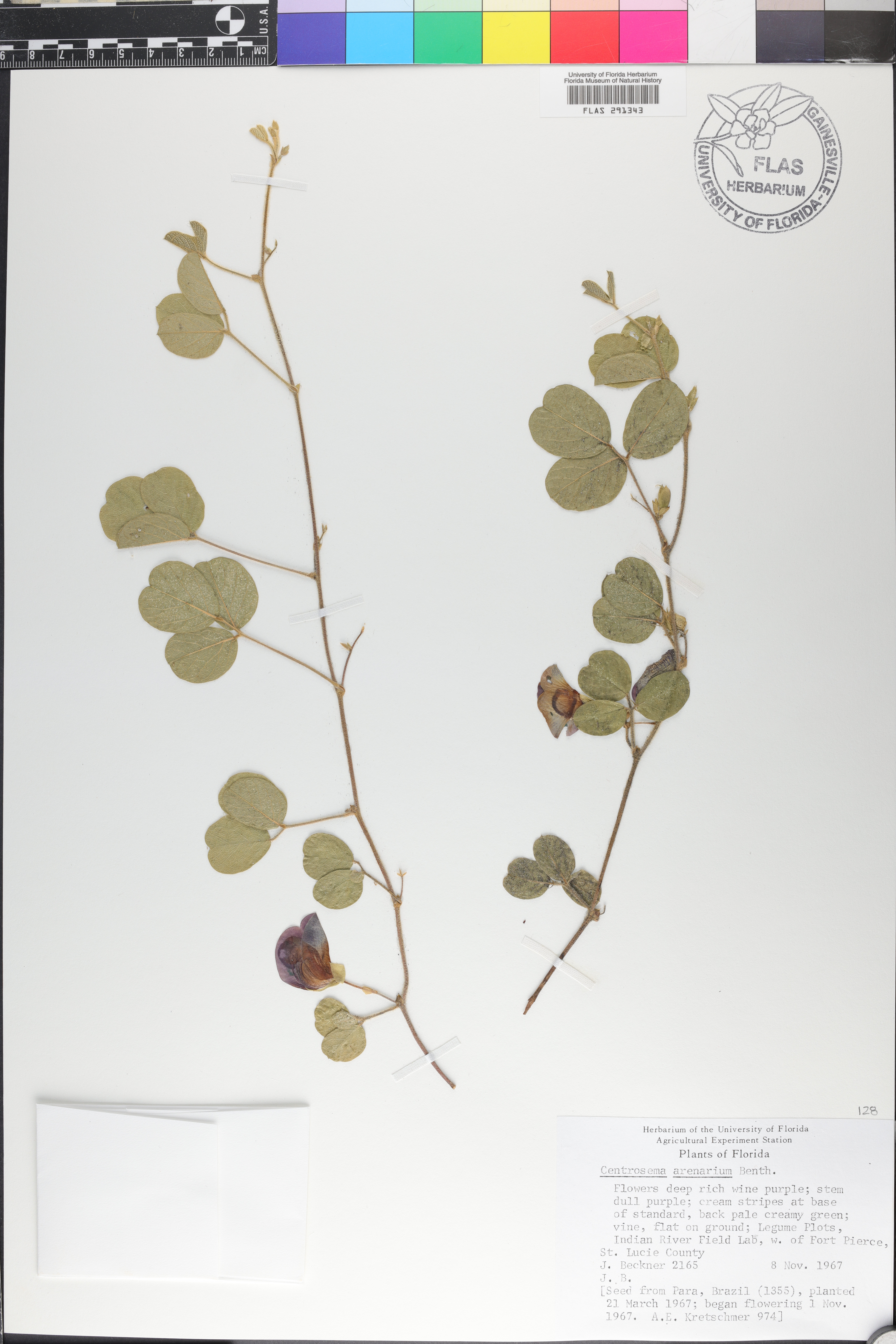 Centrosema arenarium image