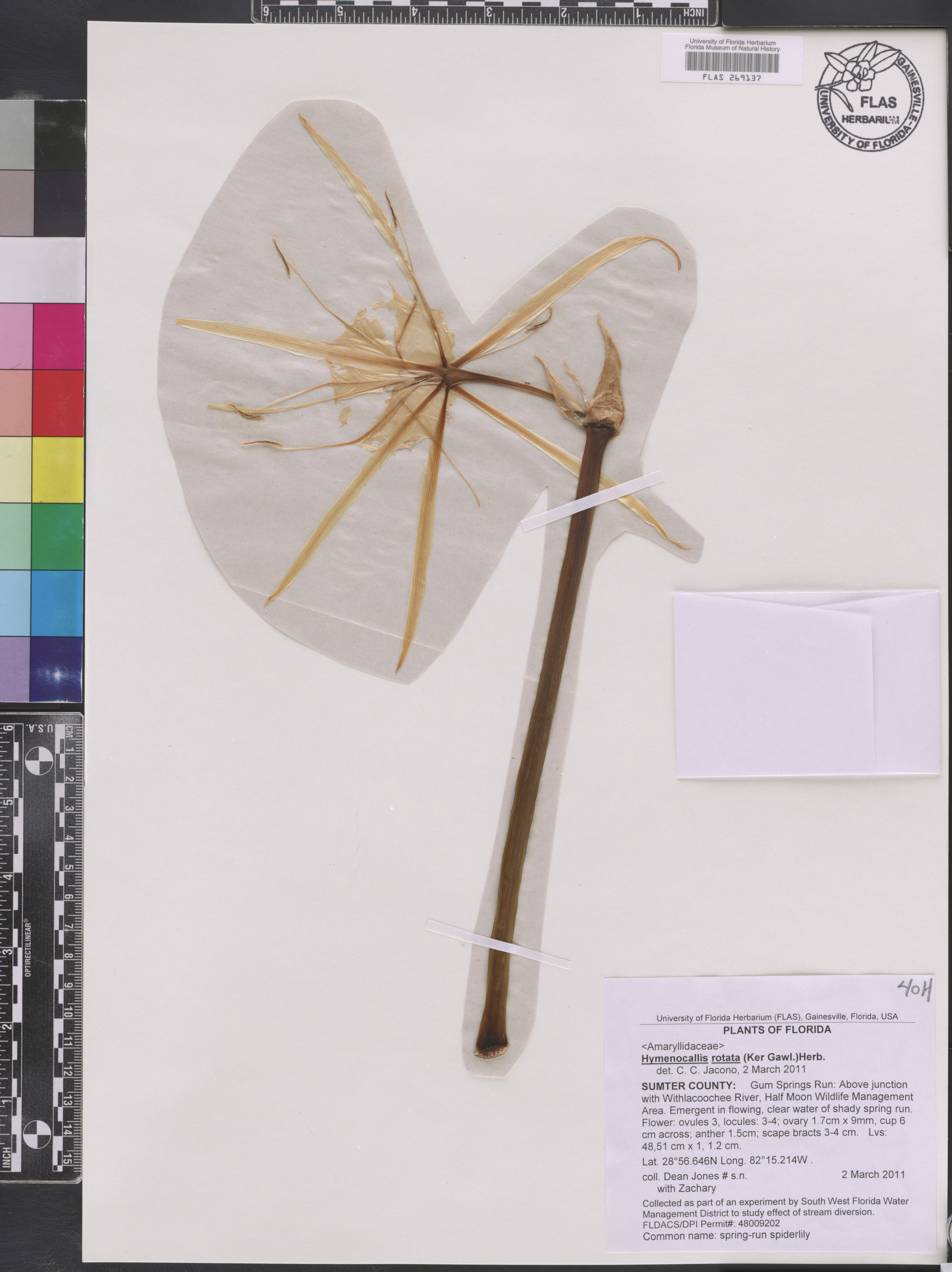 Hymenocallis rotata image