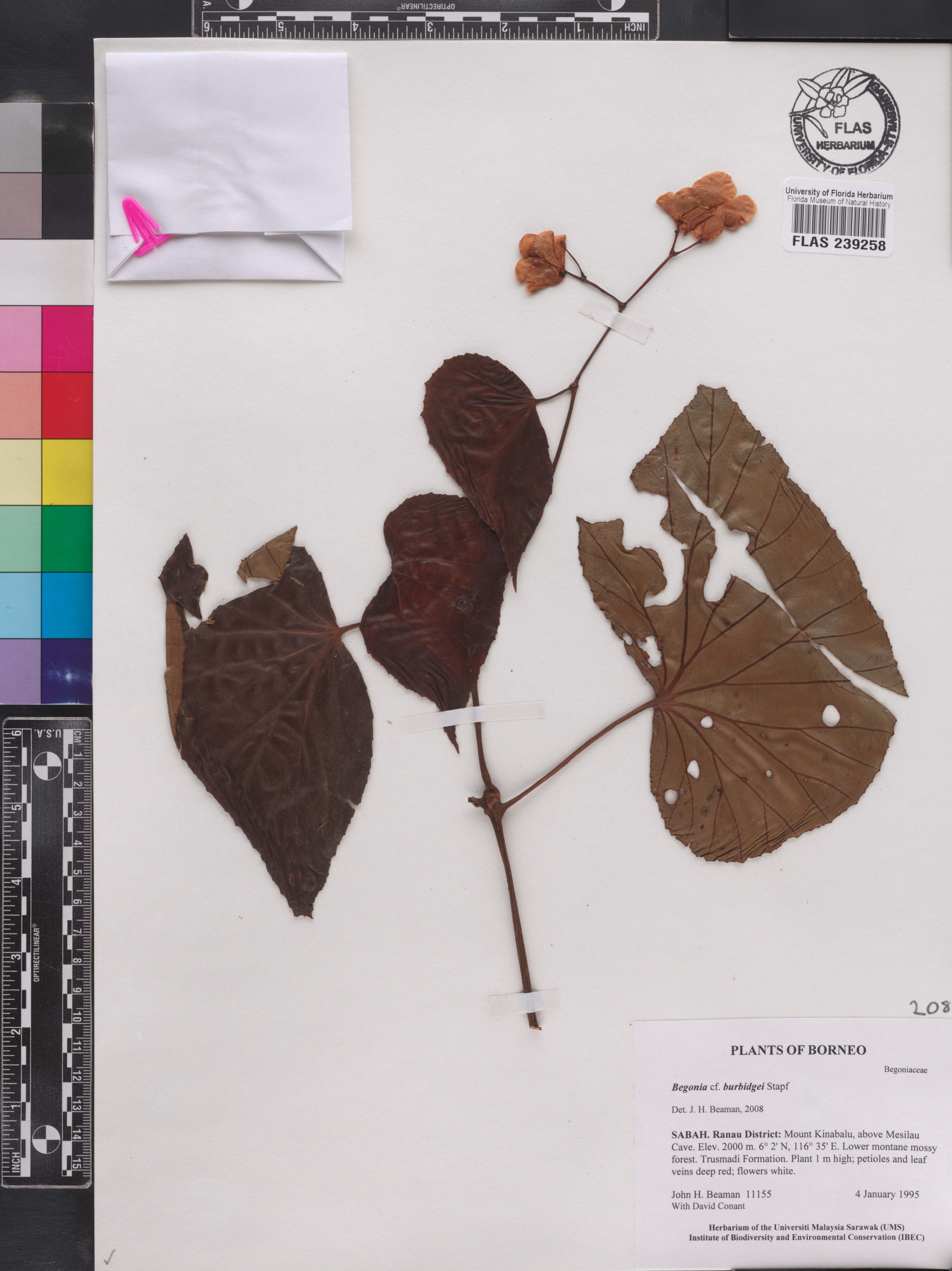 Begonia burbidgei image