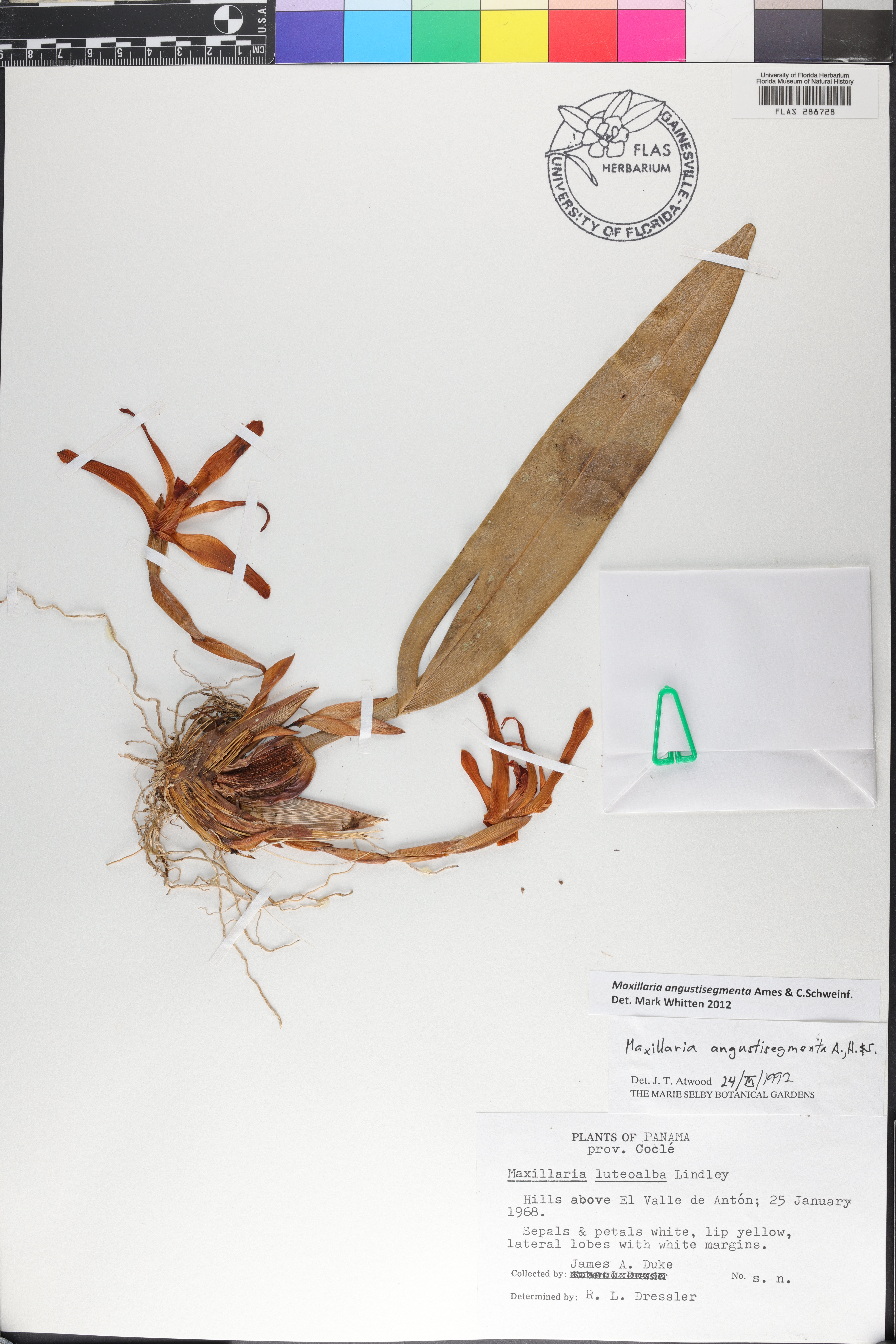 Maxillaria angustisegmenta image