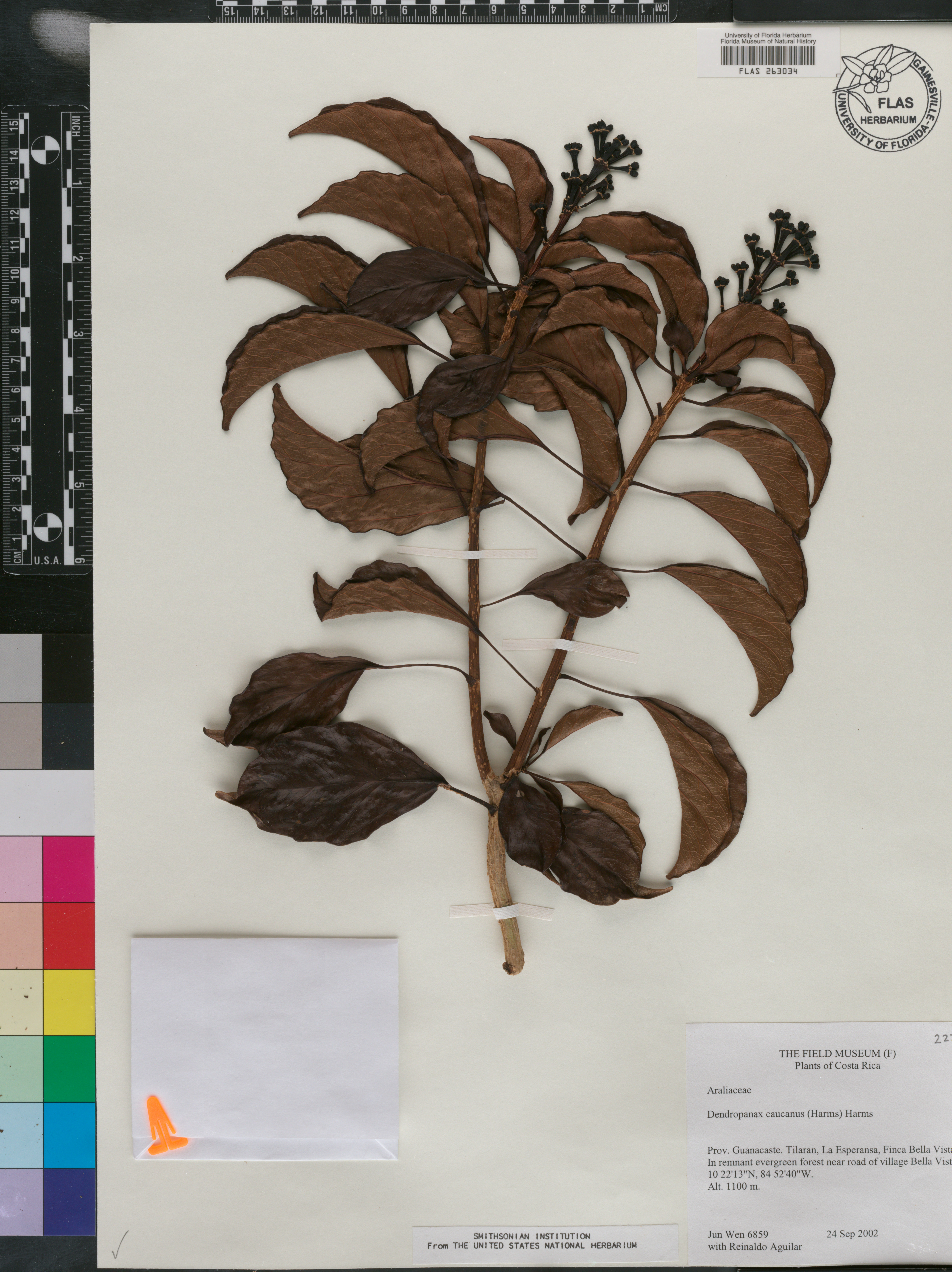 Dendropanax caucanus image