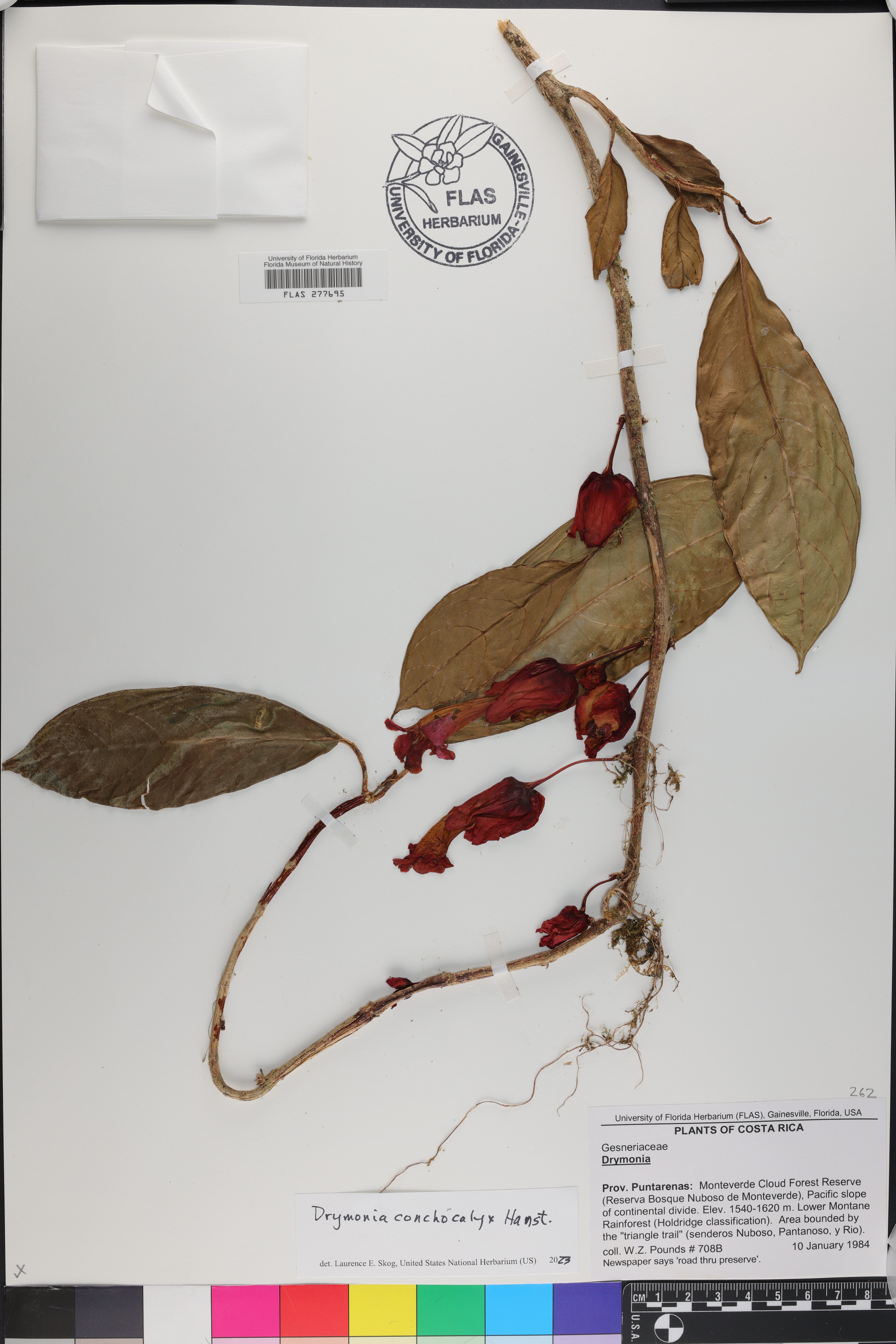 Drymonia conchocalyx image