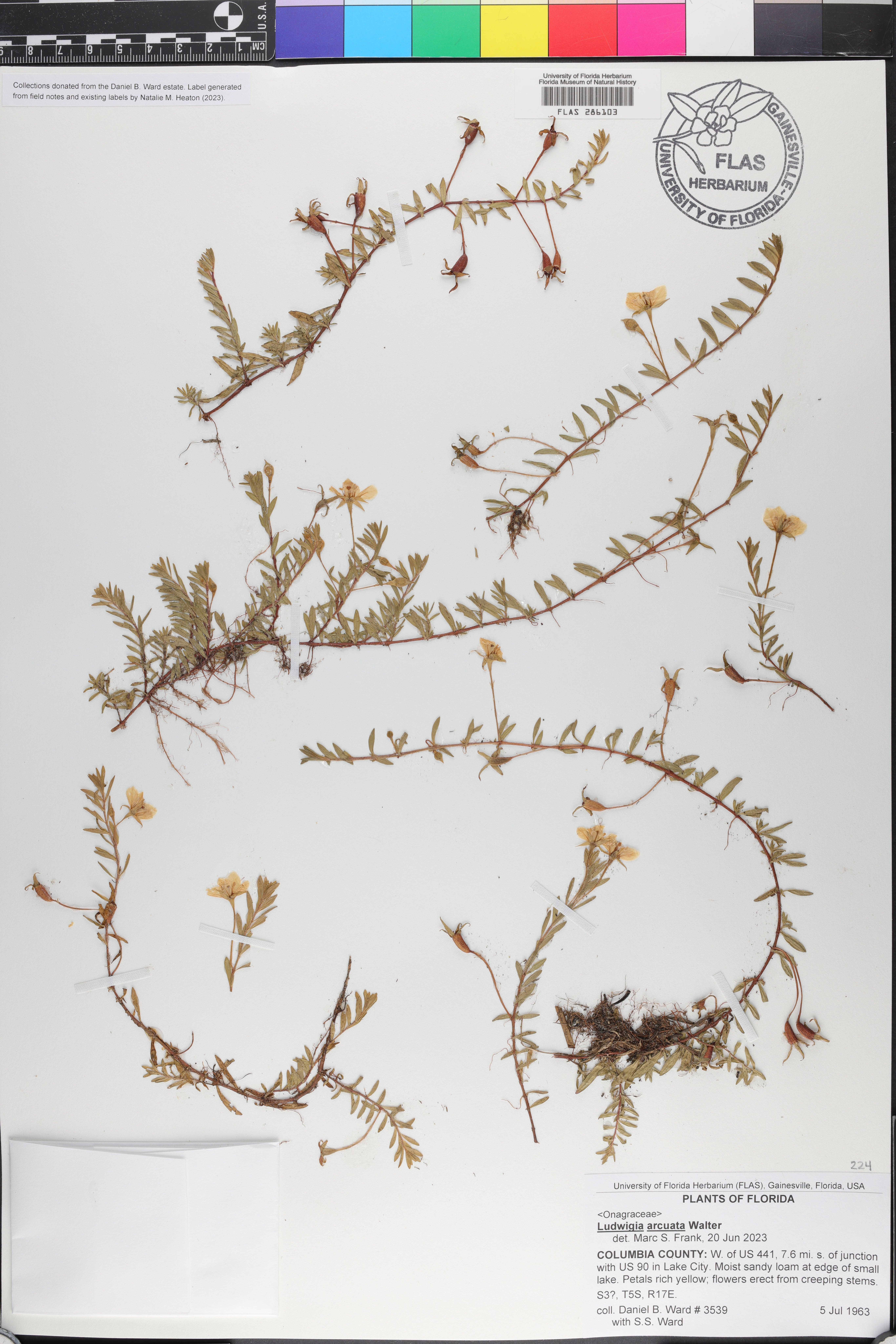 Ludwigia arcuata image