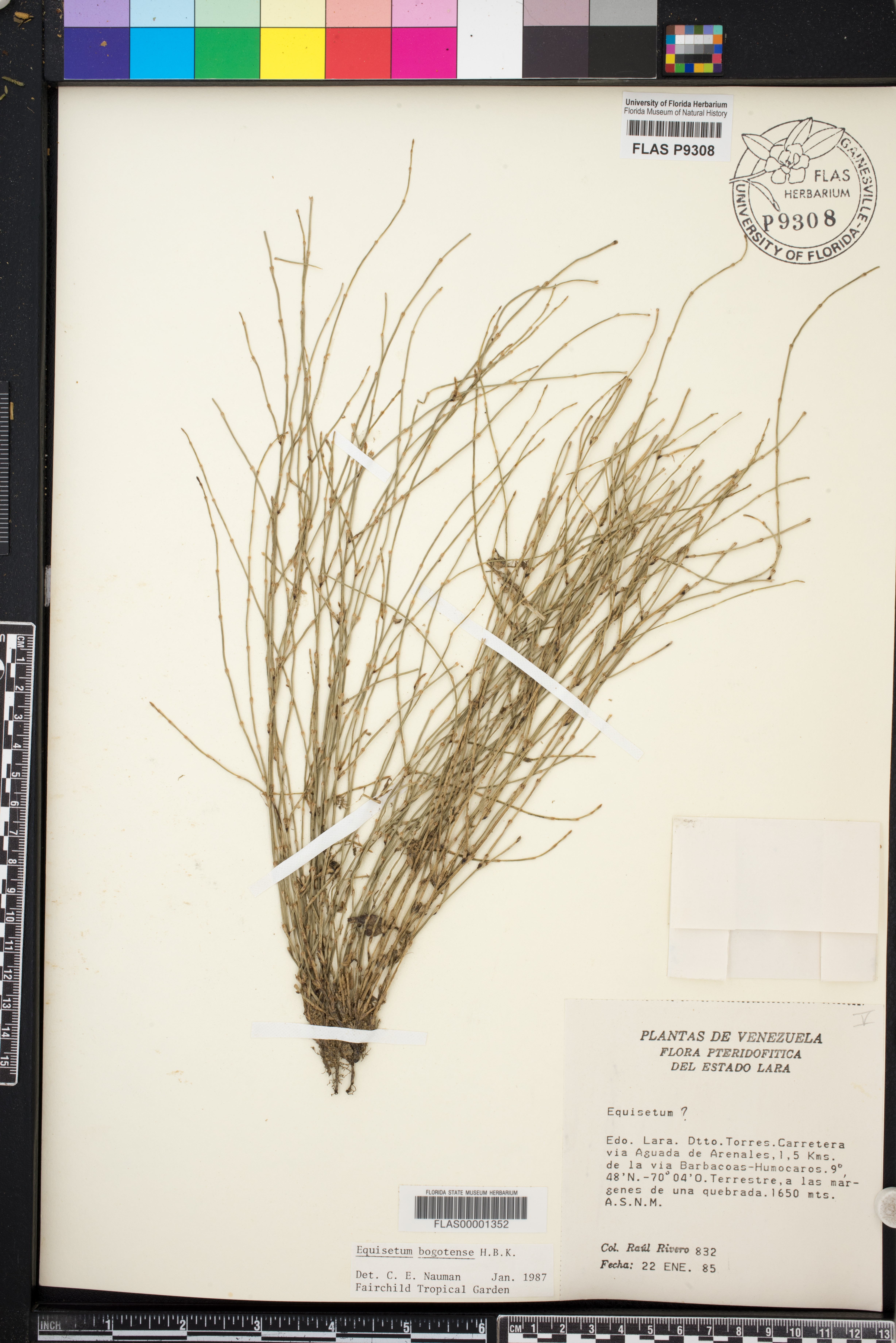 Equisetum bogotense image