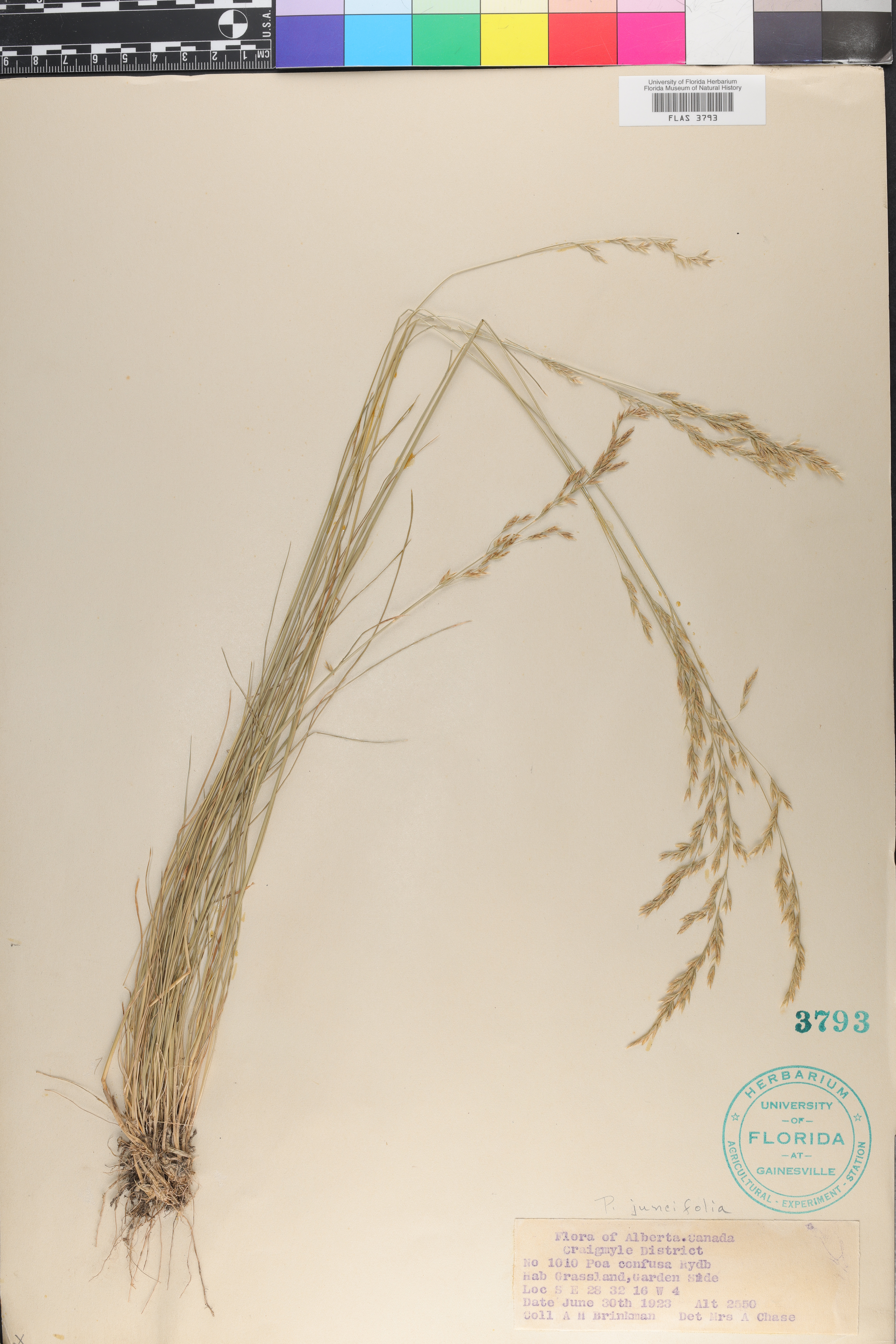 Poa secunda var. ampla image