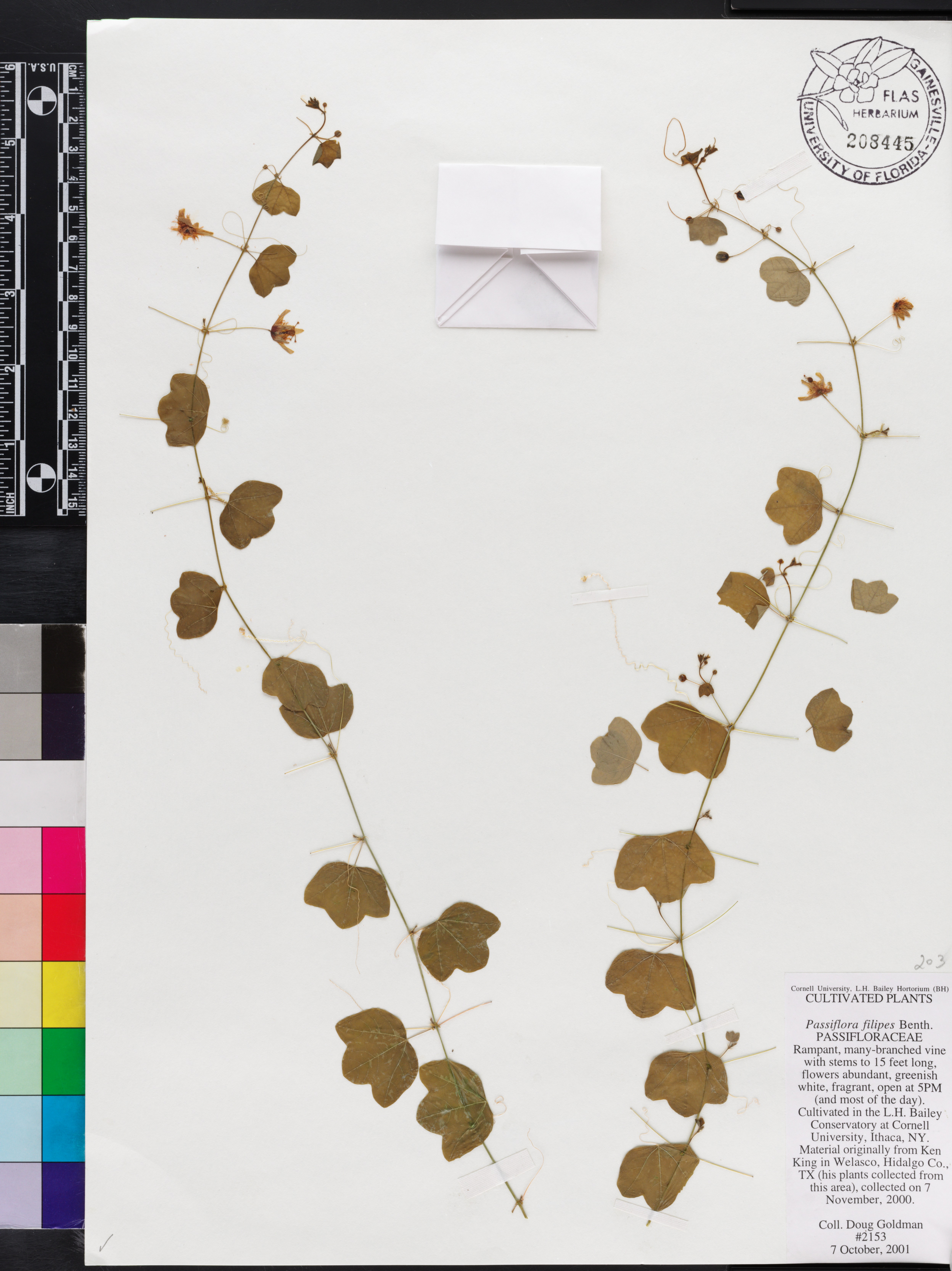 Passiflora filipes image