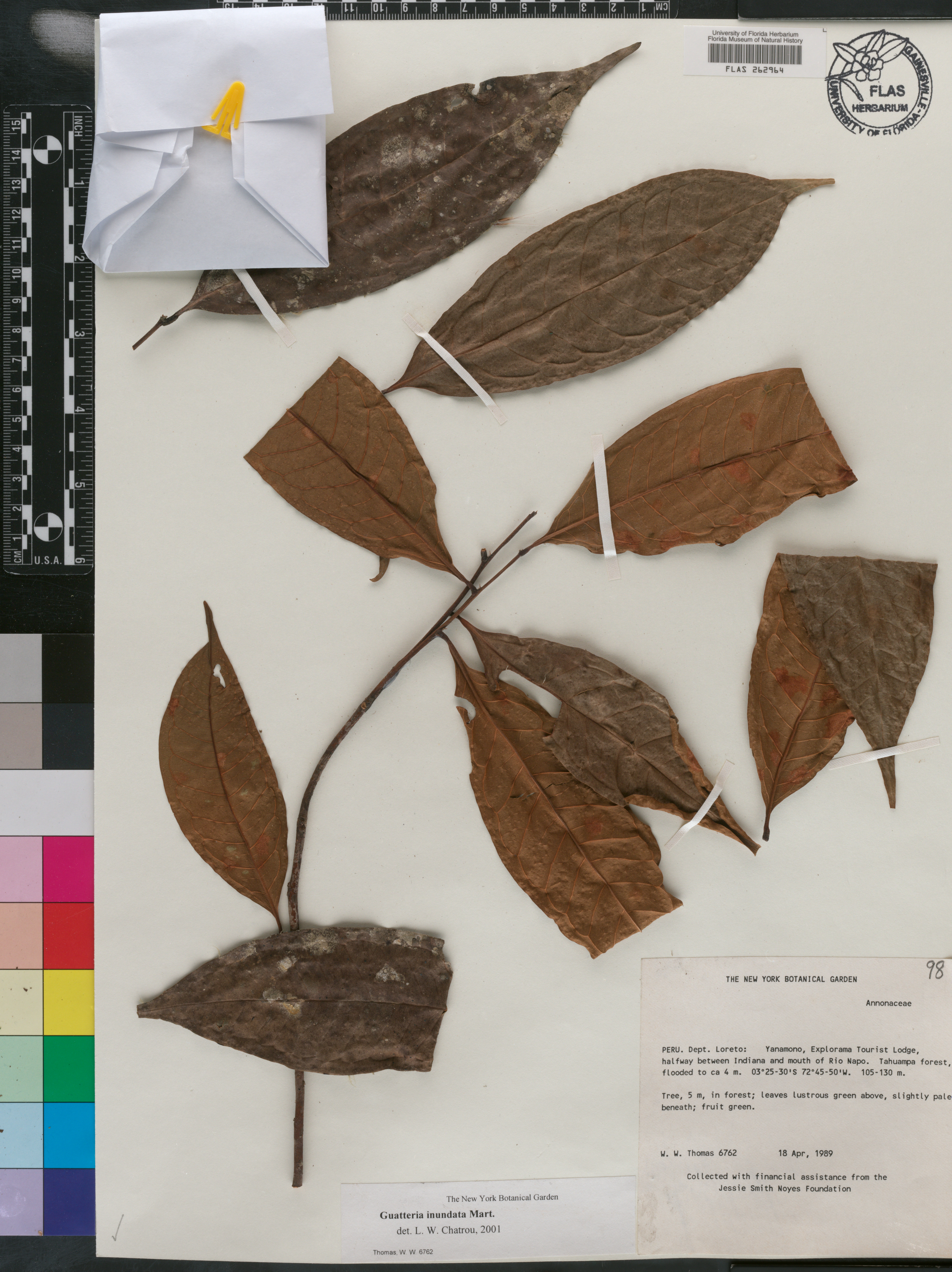 Guatteria inundata image
