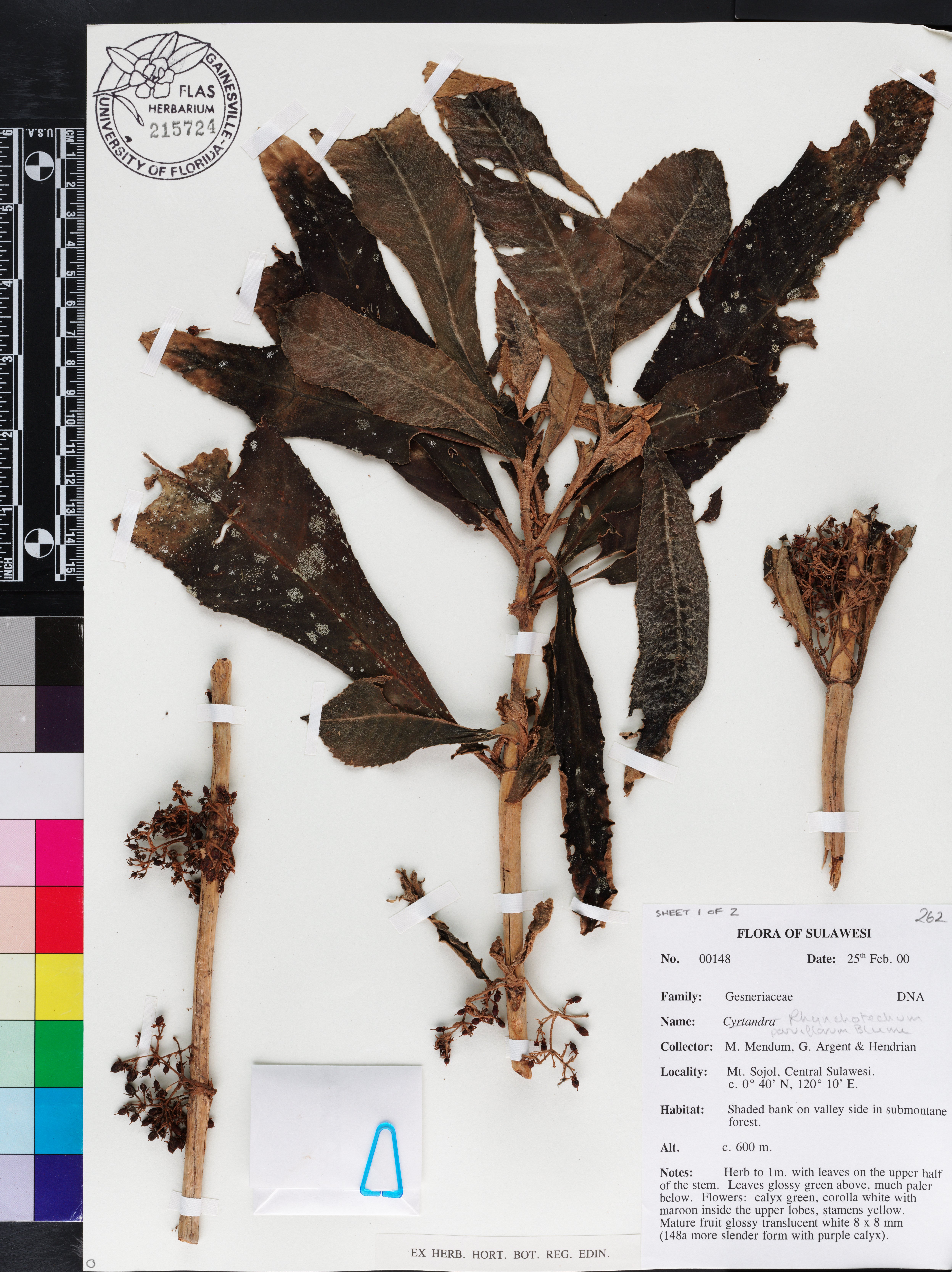Rhynchotechum parviflorum image