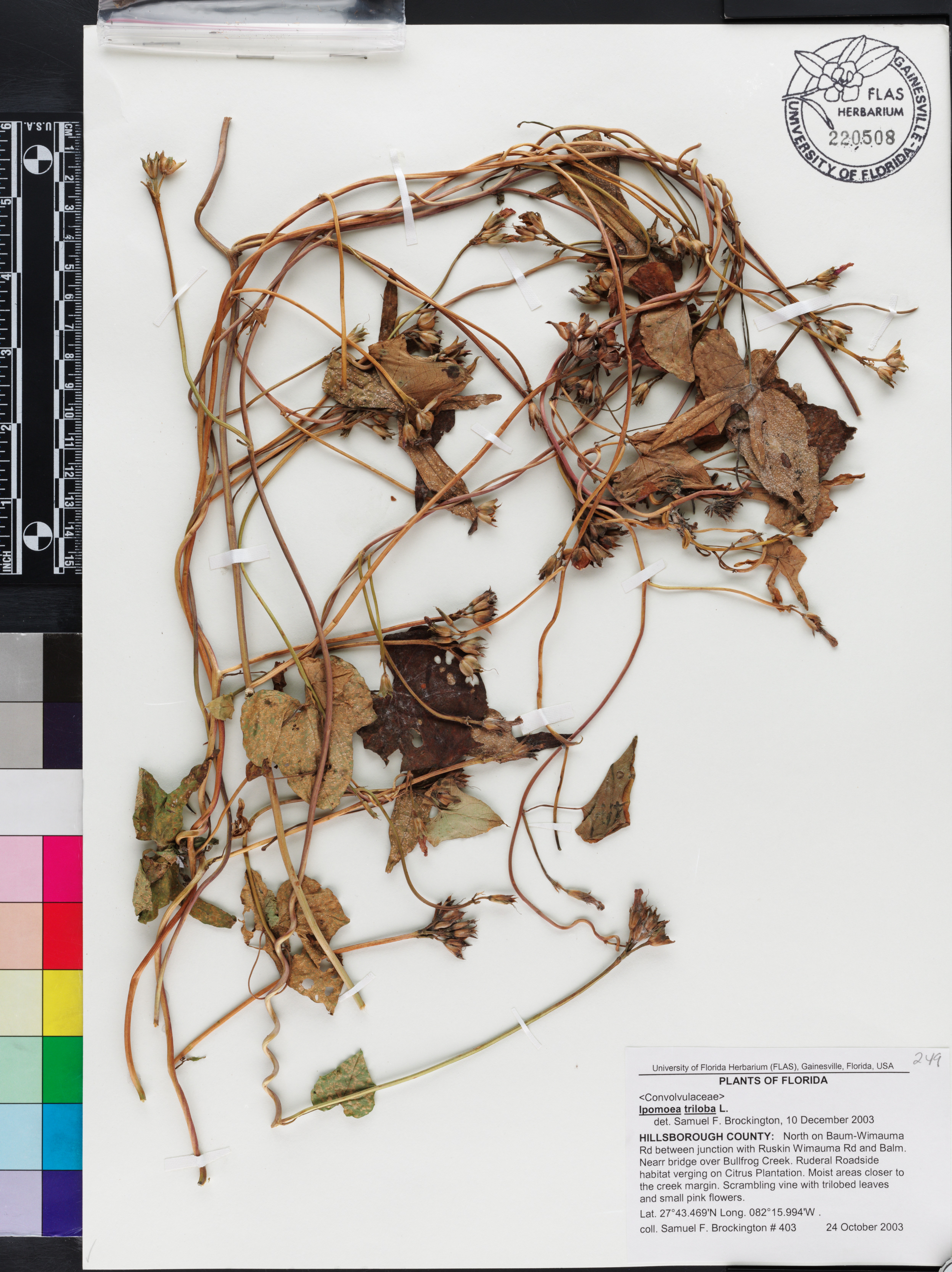 Ipomoea triloba image
