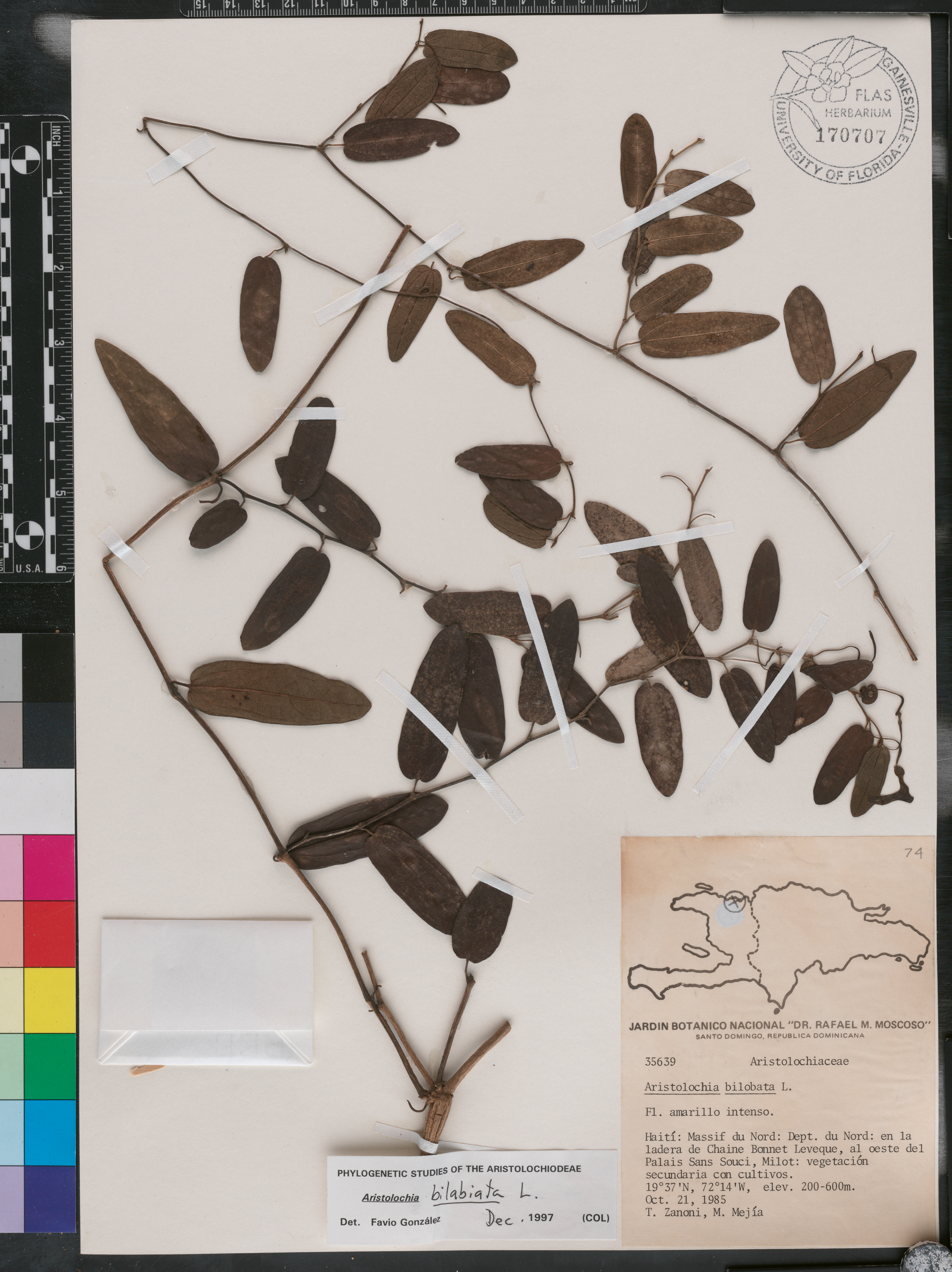 Aristolochia bilabiata image