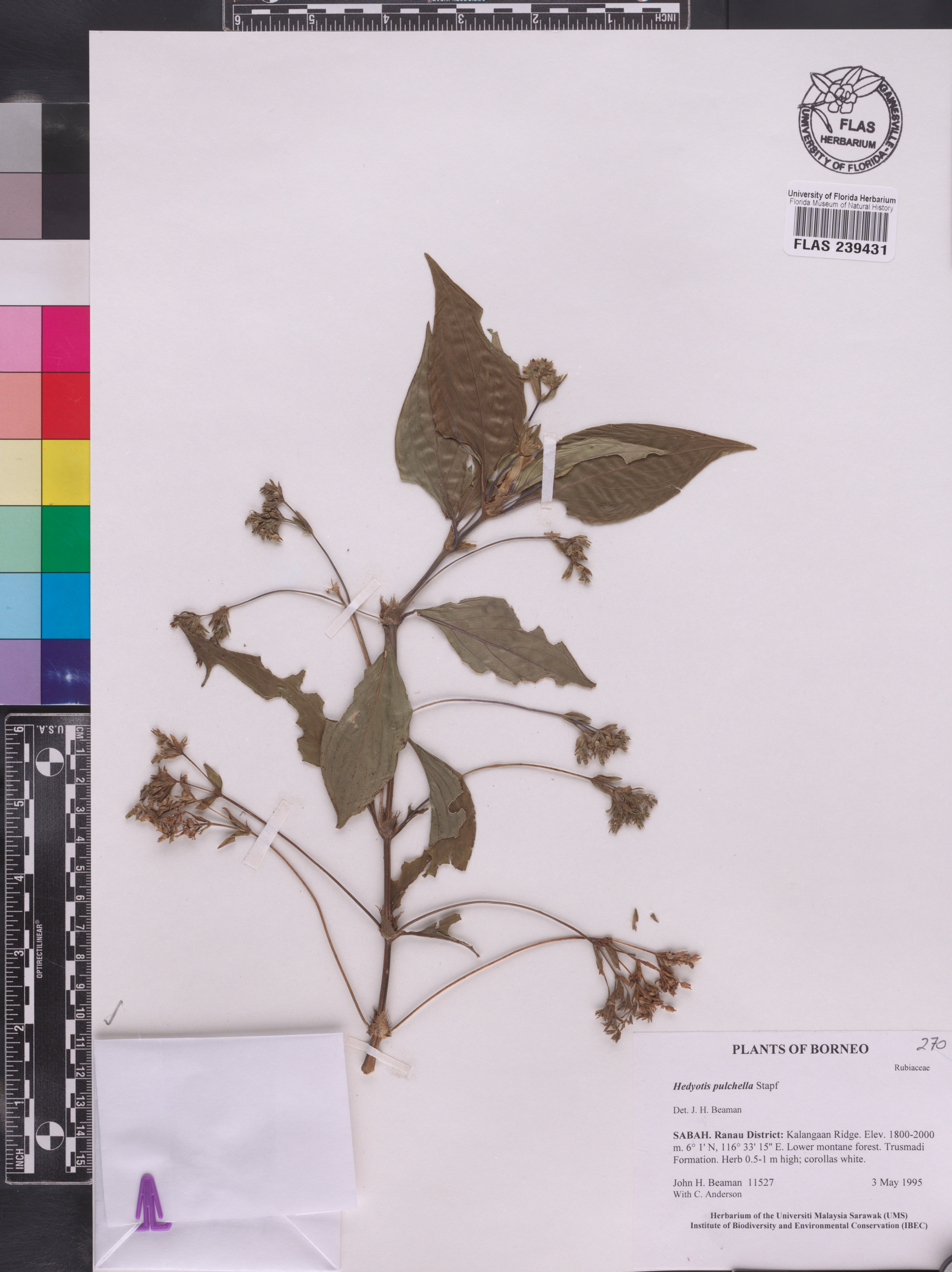 Hedyotis pulchella image