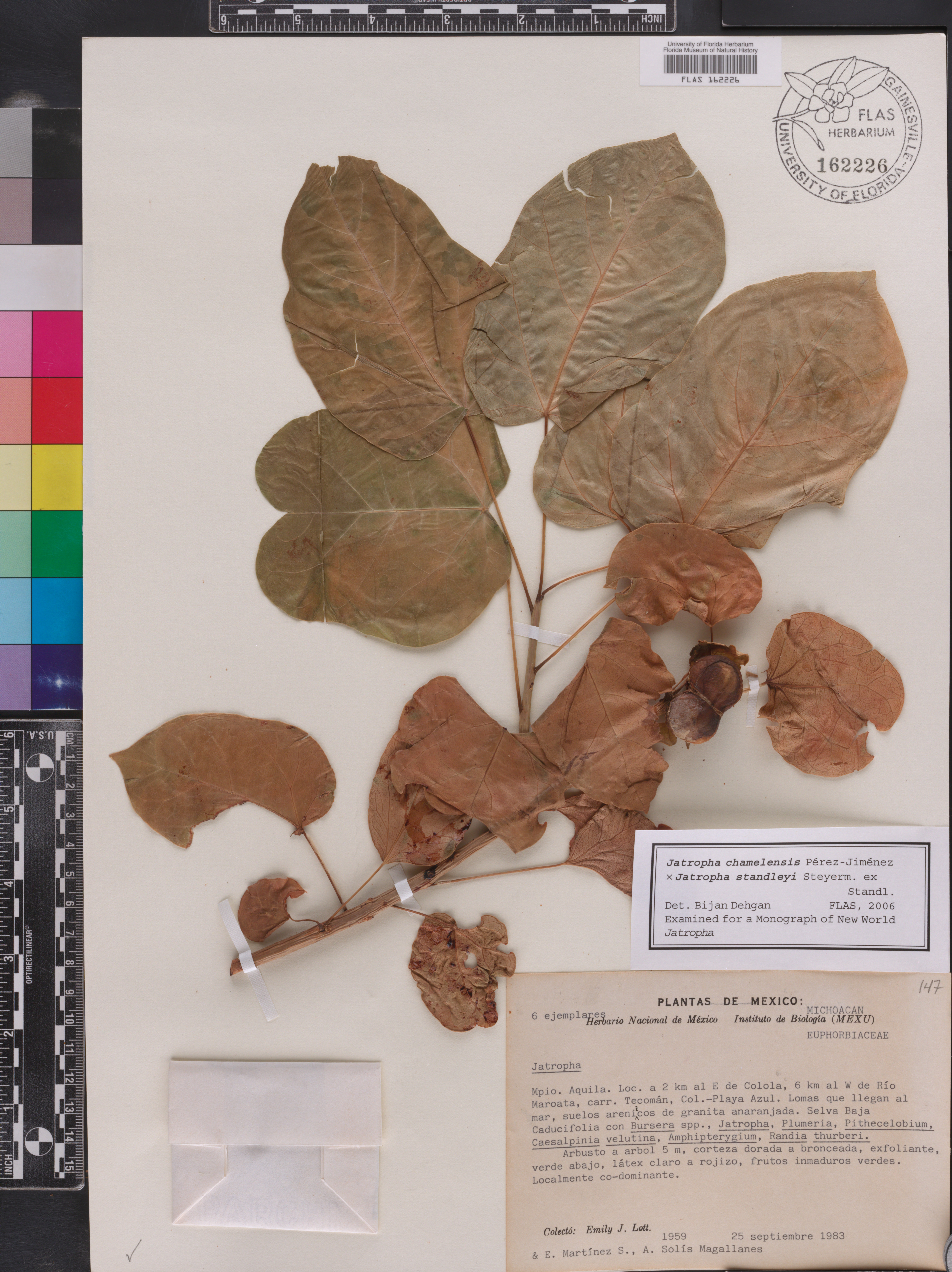 Jatropha chamelensis image