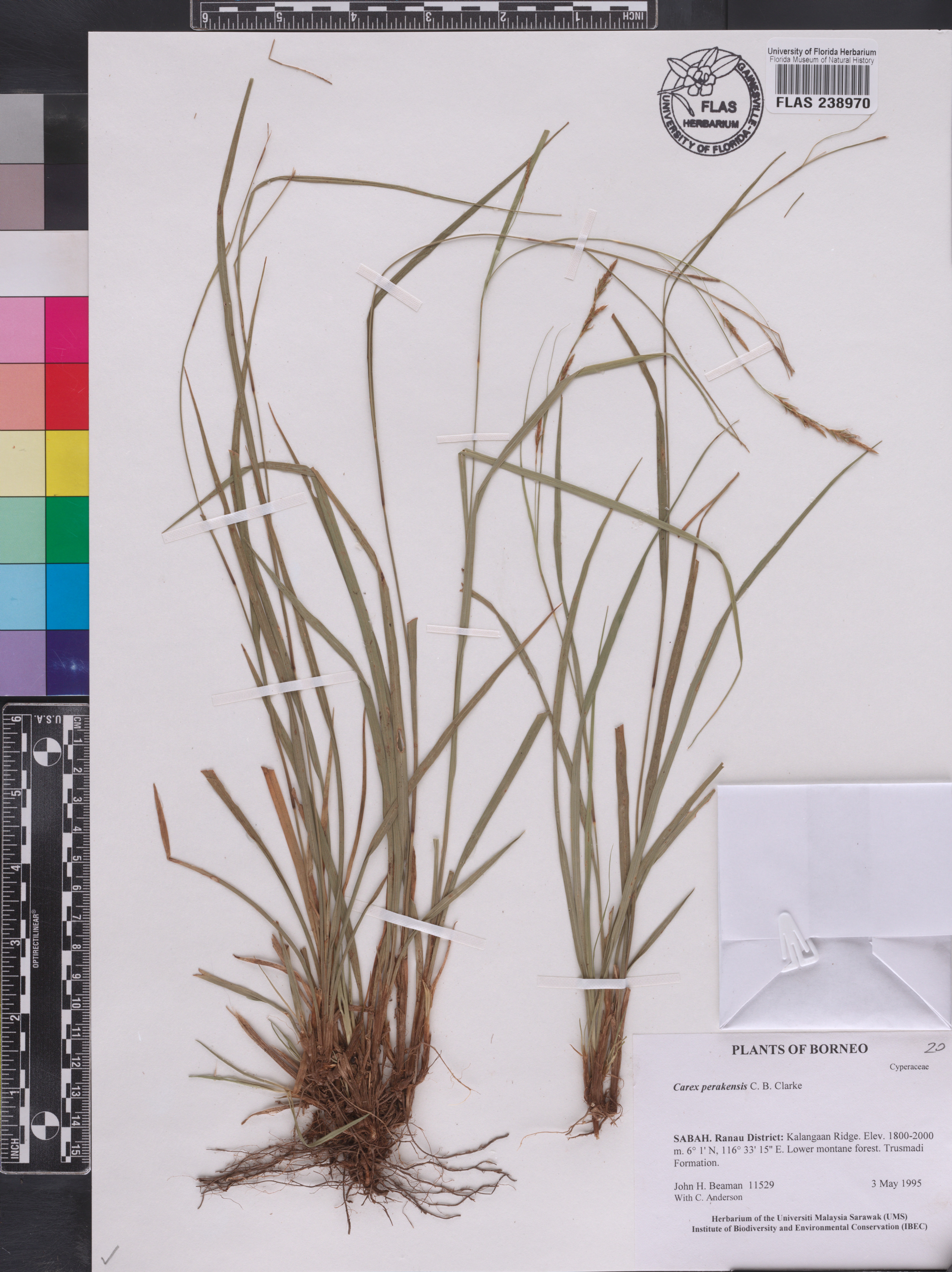 Carex perakensis image