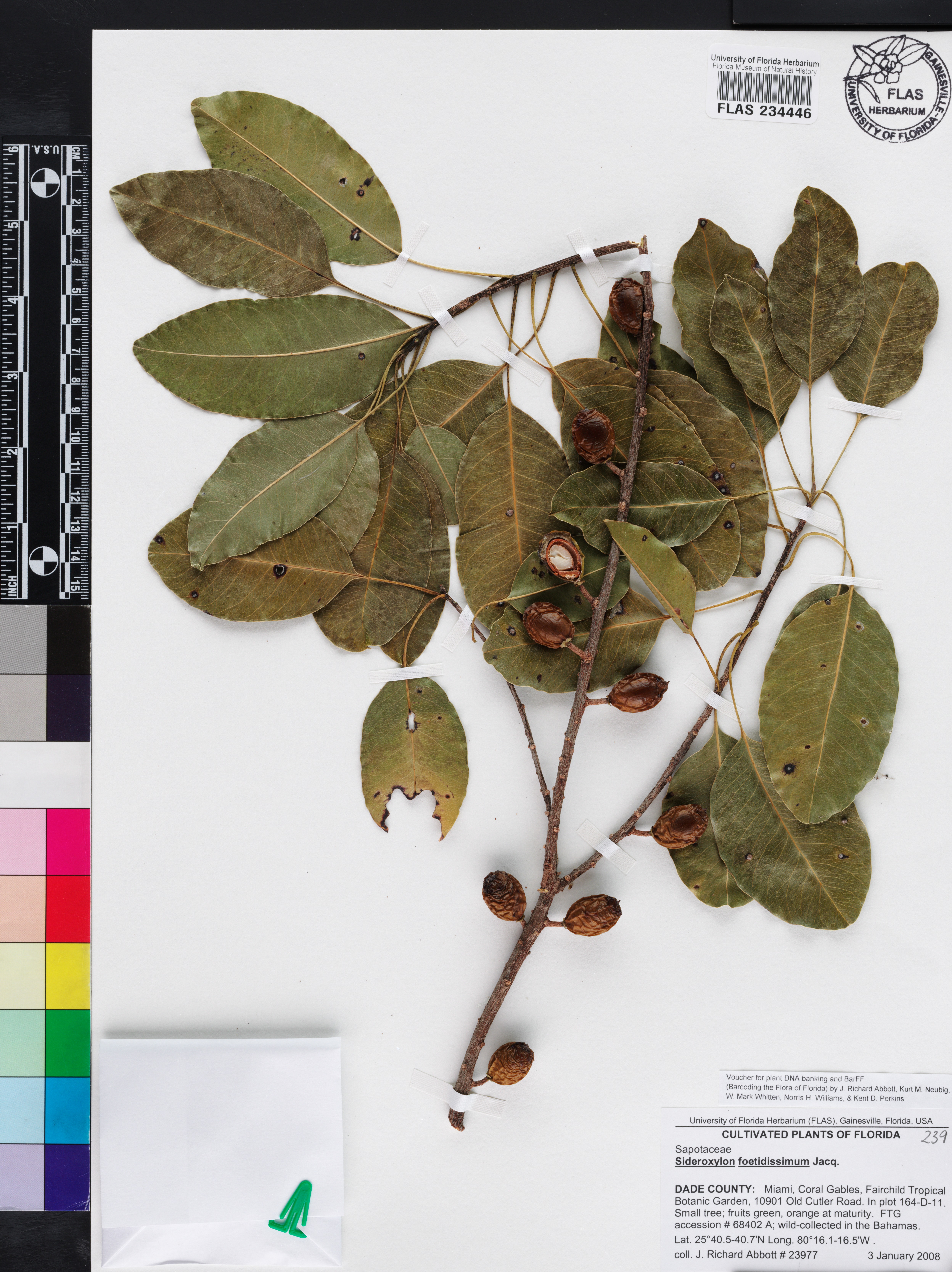 Sideroxylon foetidissimum image