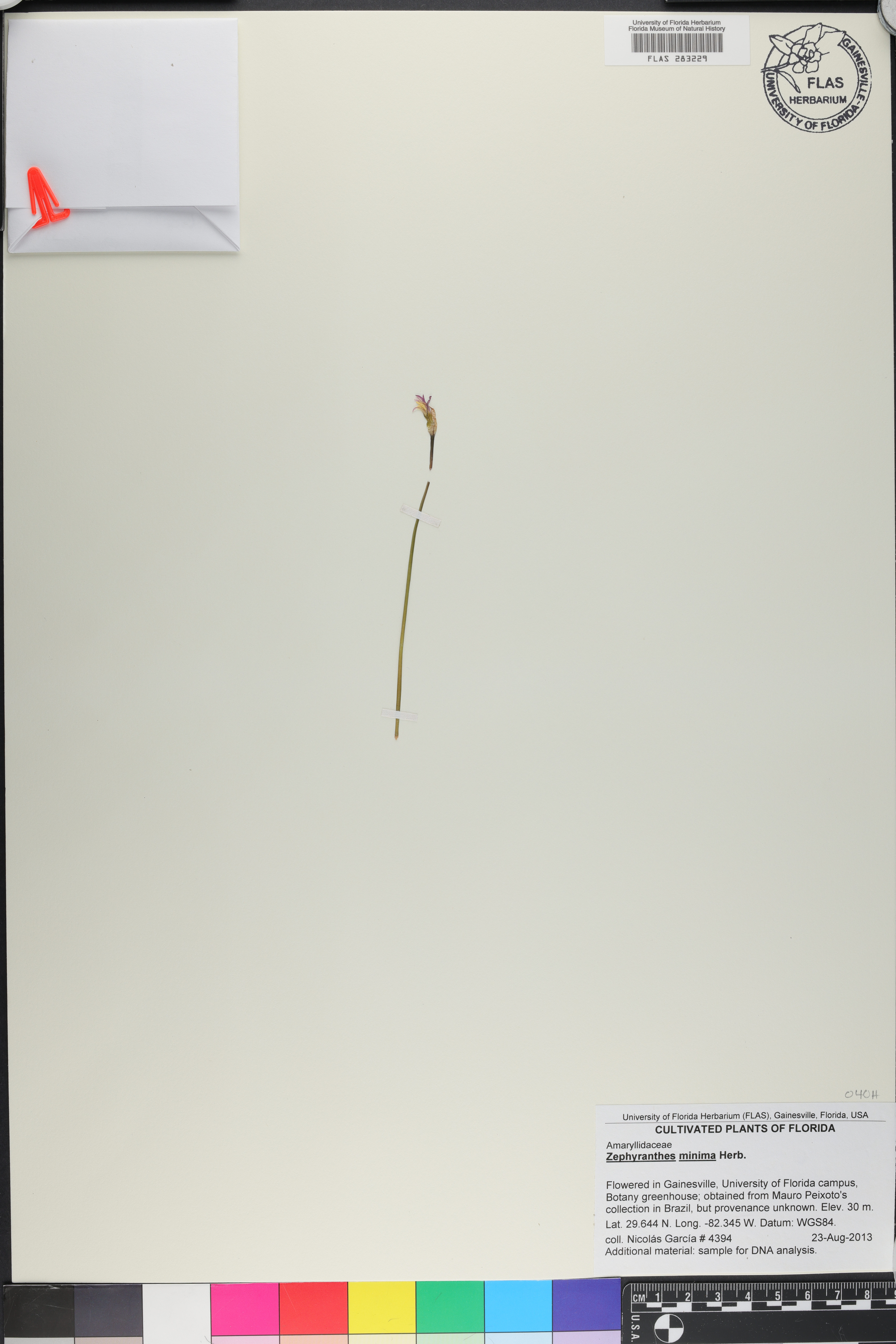Zephyranthes minima image