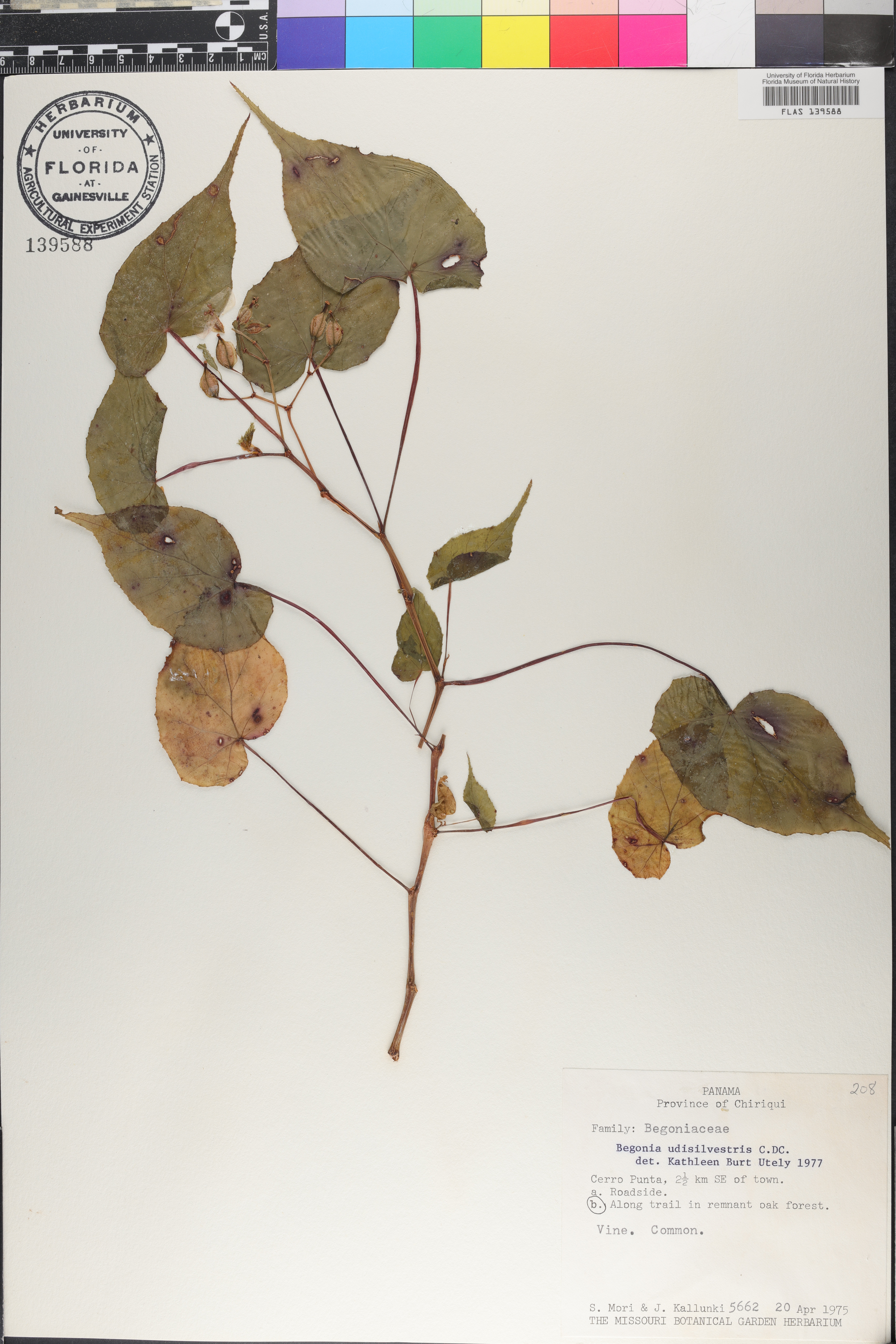 Begonia udisilvestris image