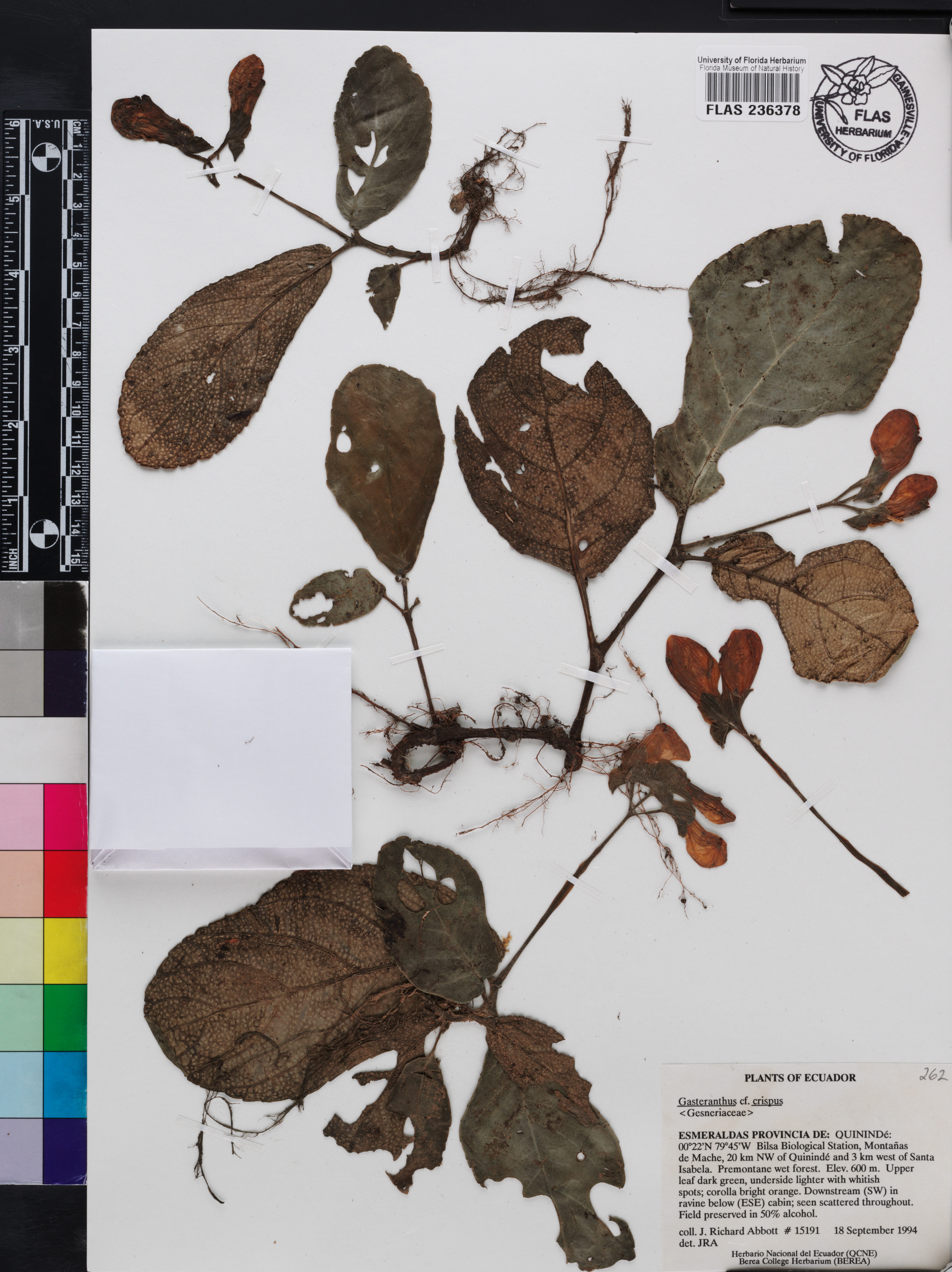 Gasteranthus crispus image
