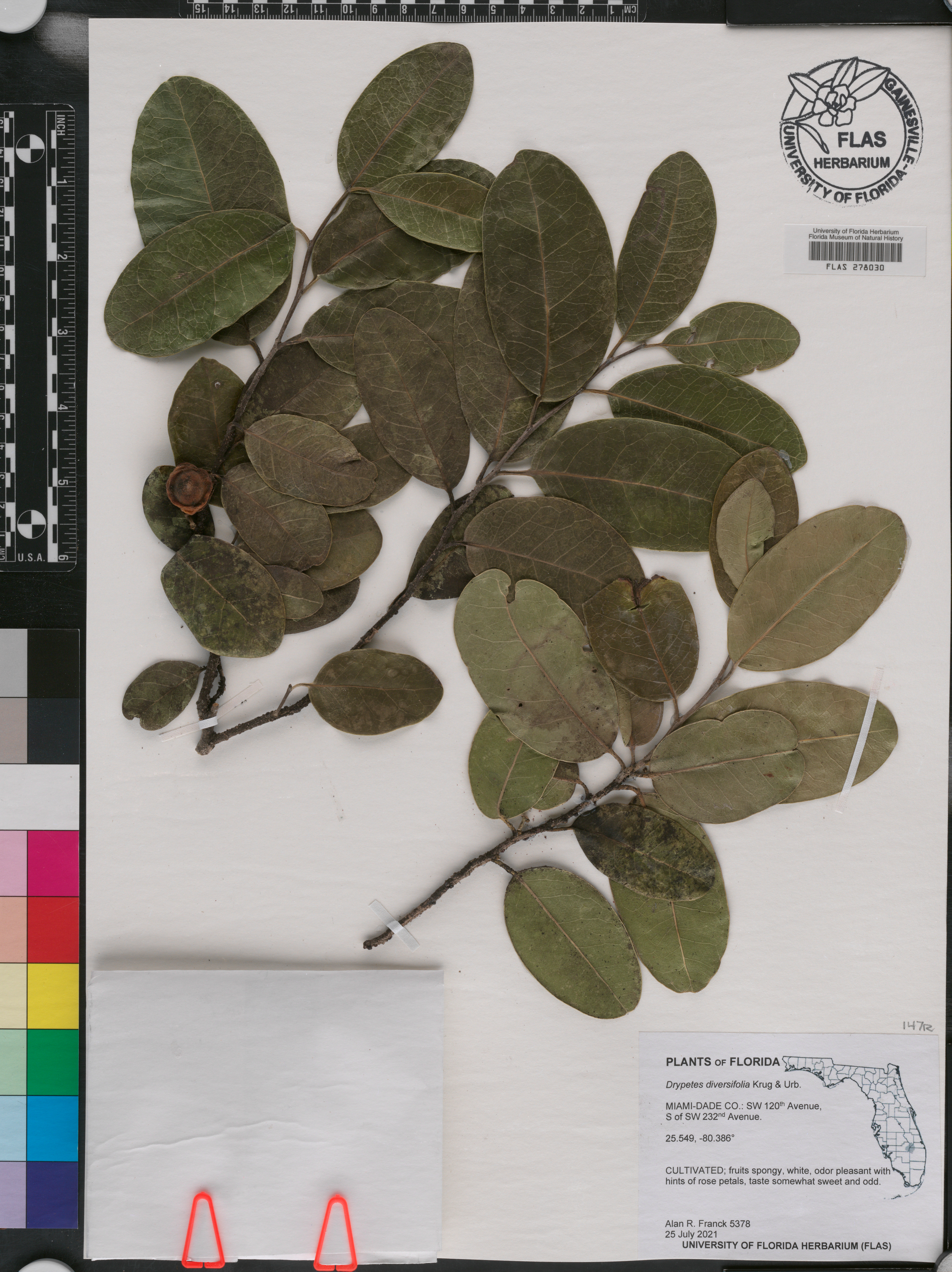 Drypetes diversifolia image