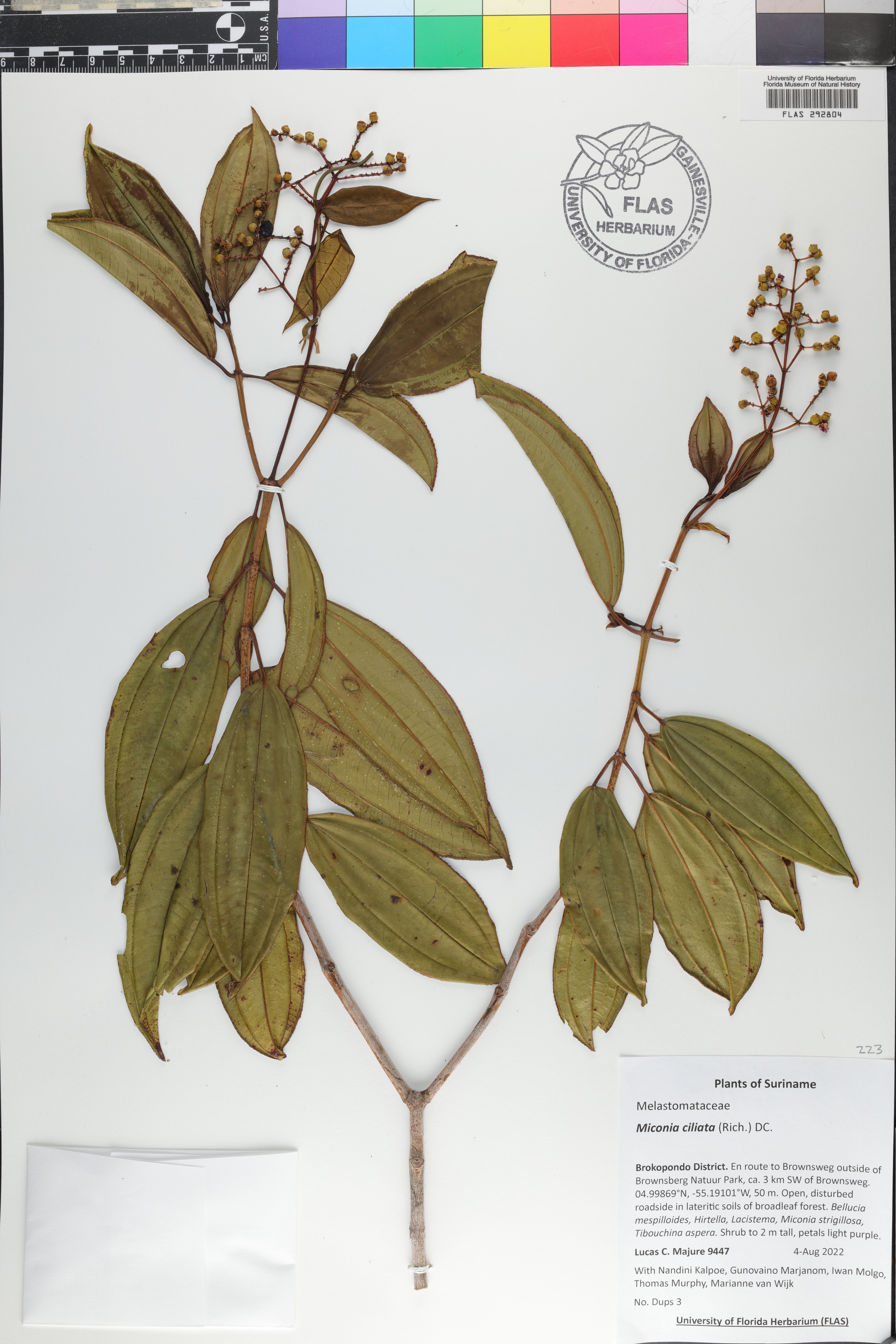 Miconia ciliata image