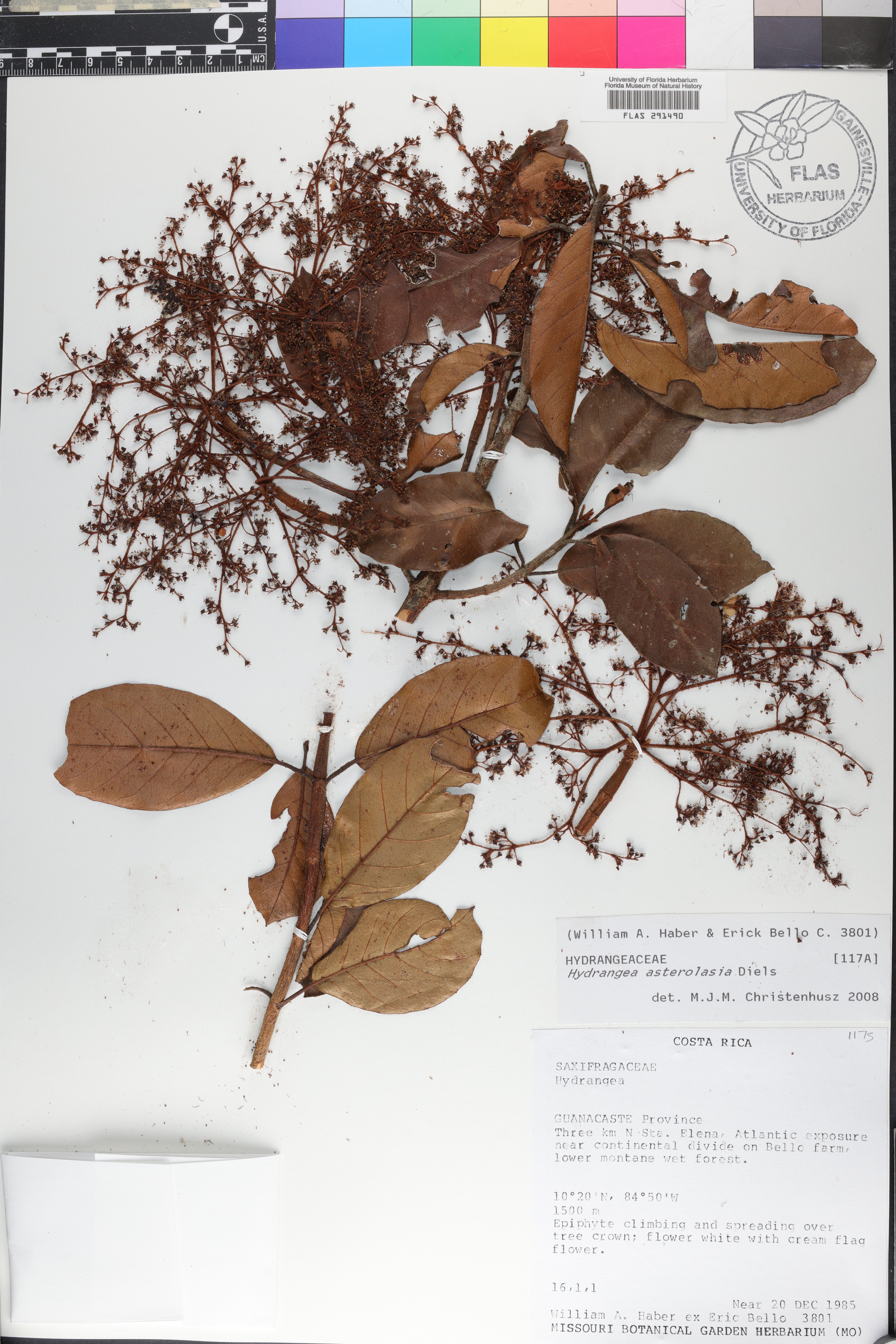 Hydrangea asterolasia image