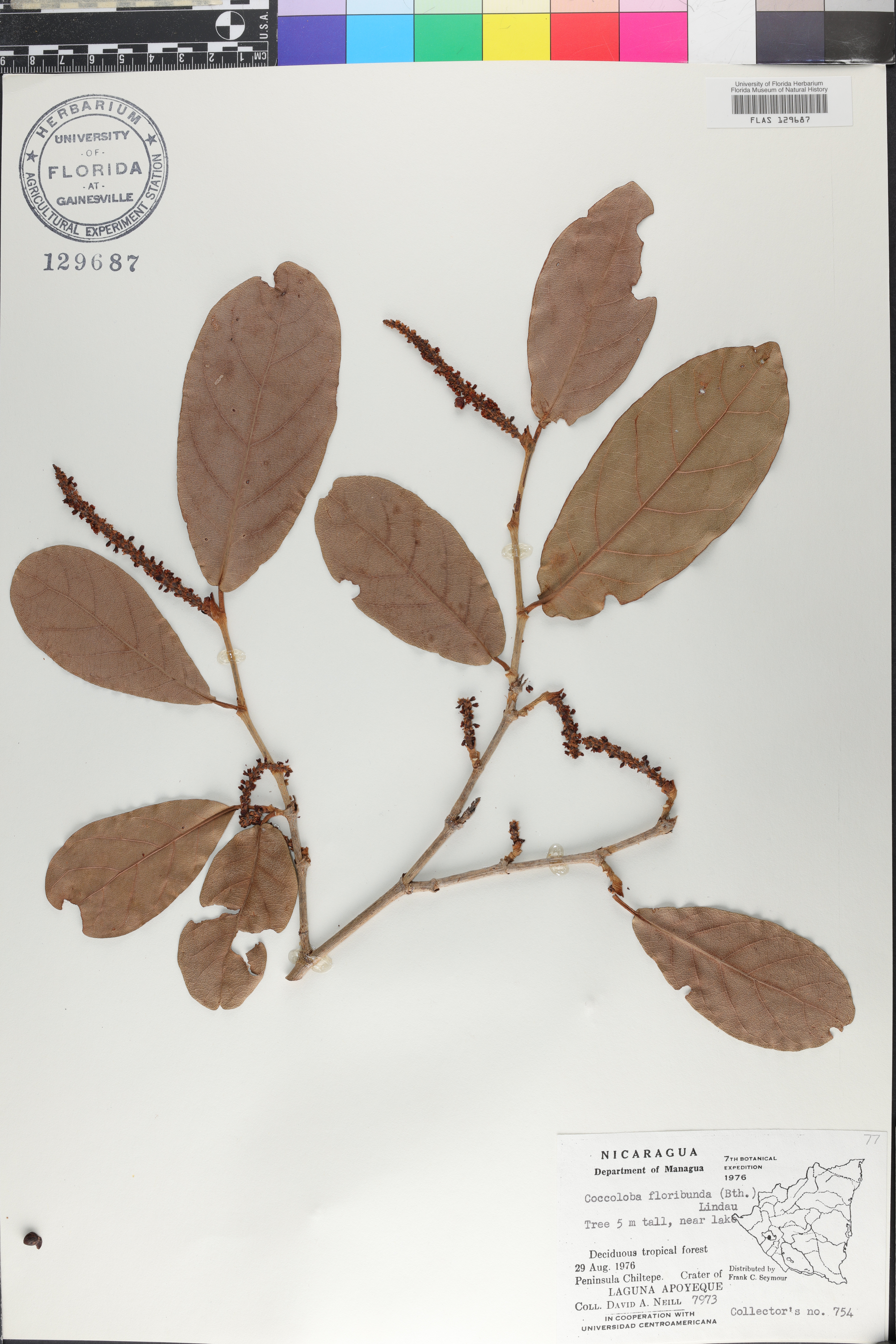 Coccoloba floribunda image