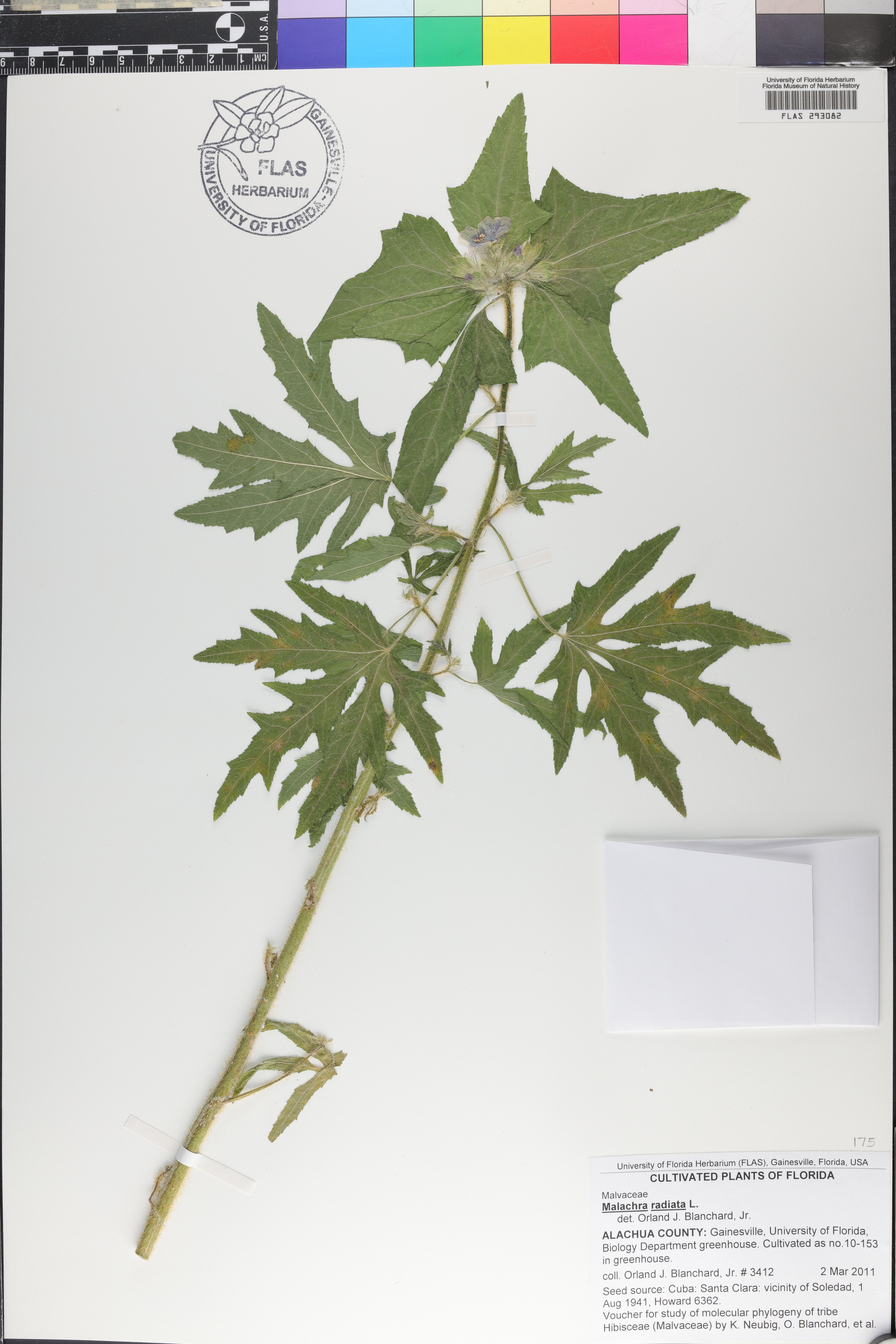 Malachra radiata image