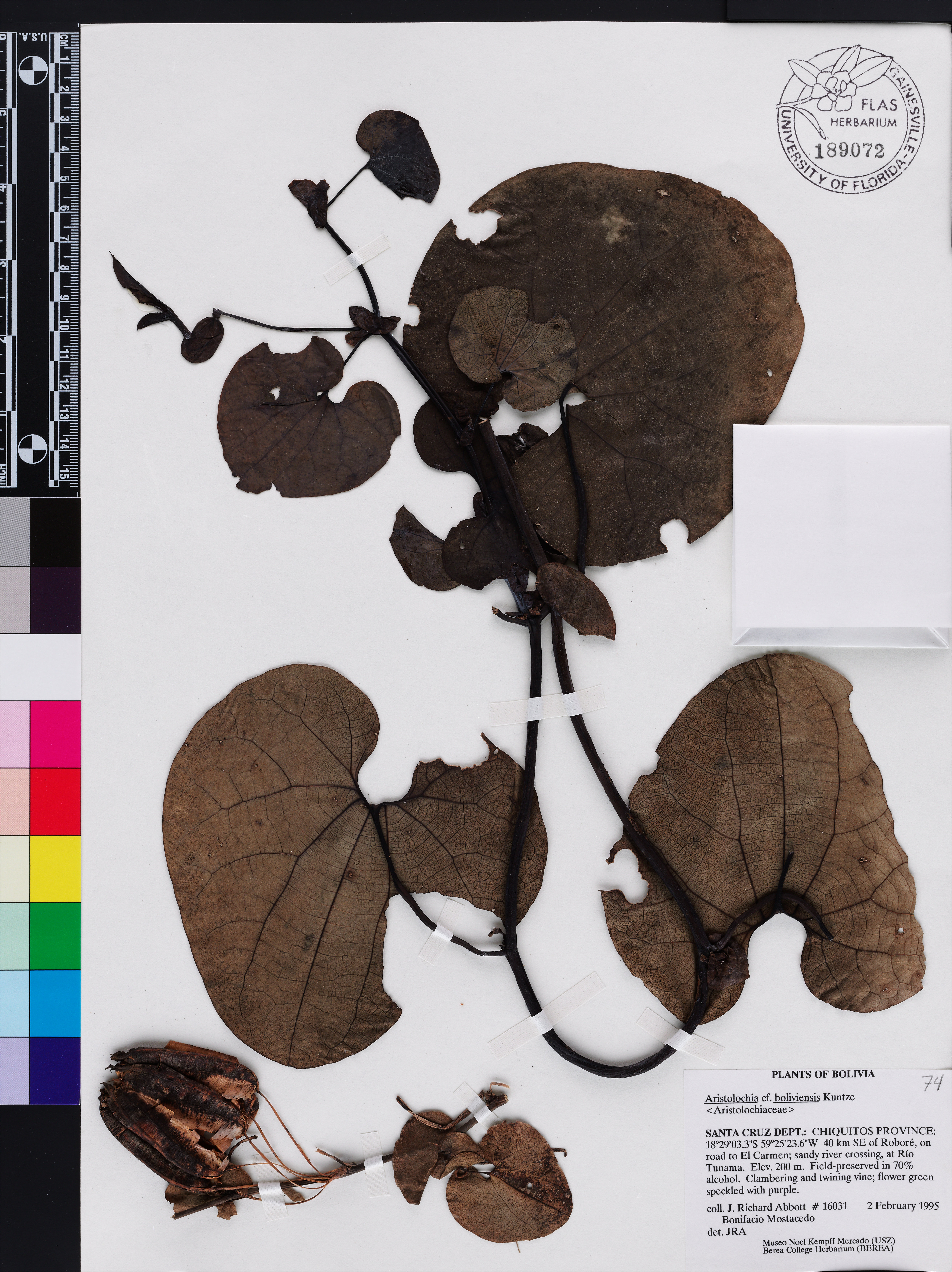 Aristolochia boliviensis image