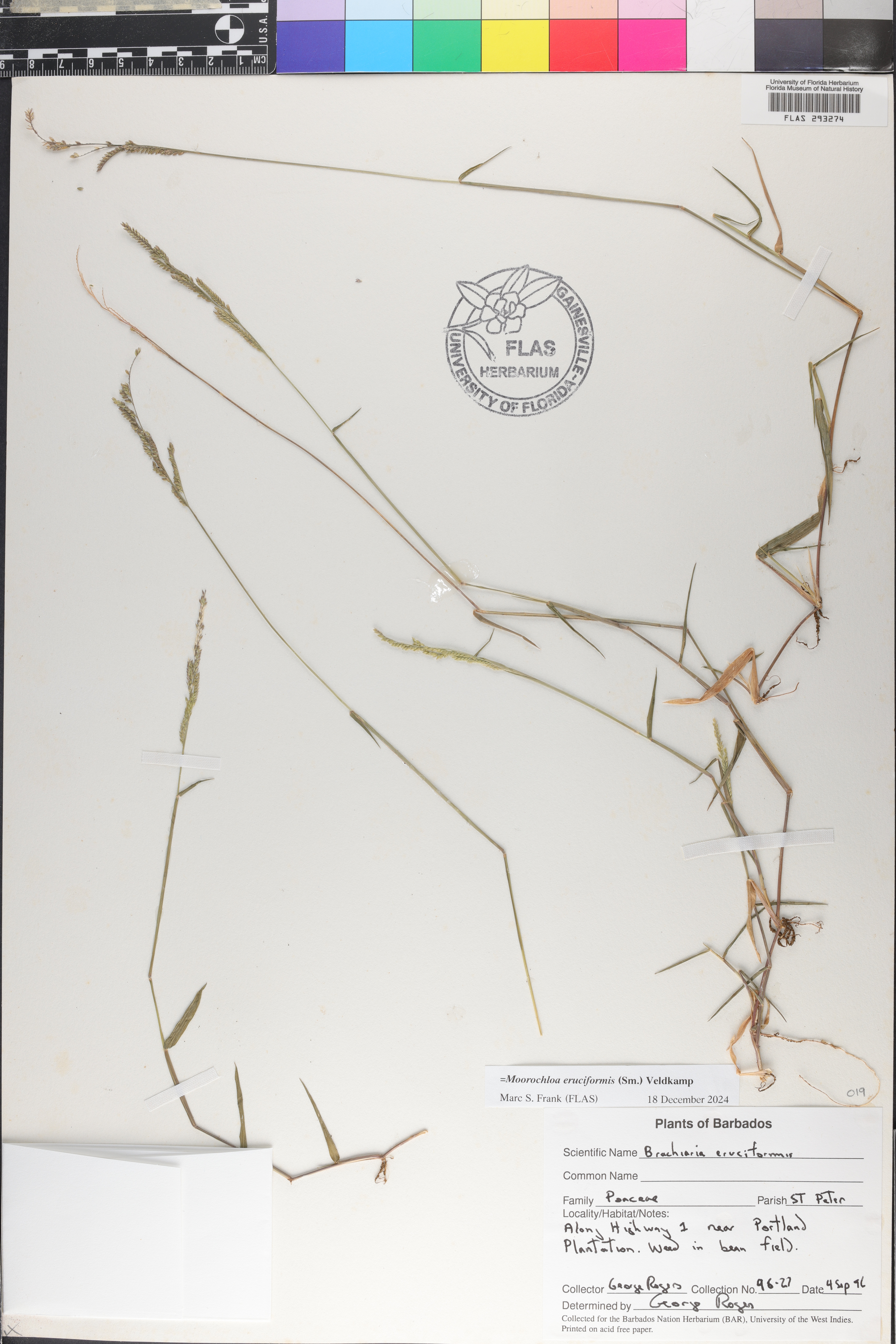Moorochloa eruciformis image