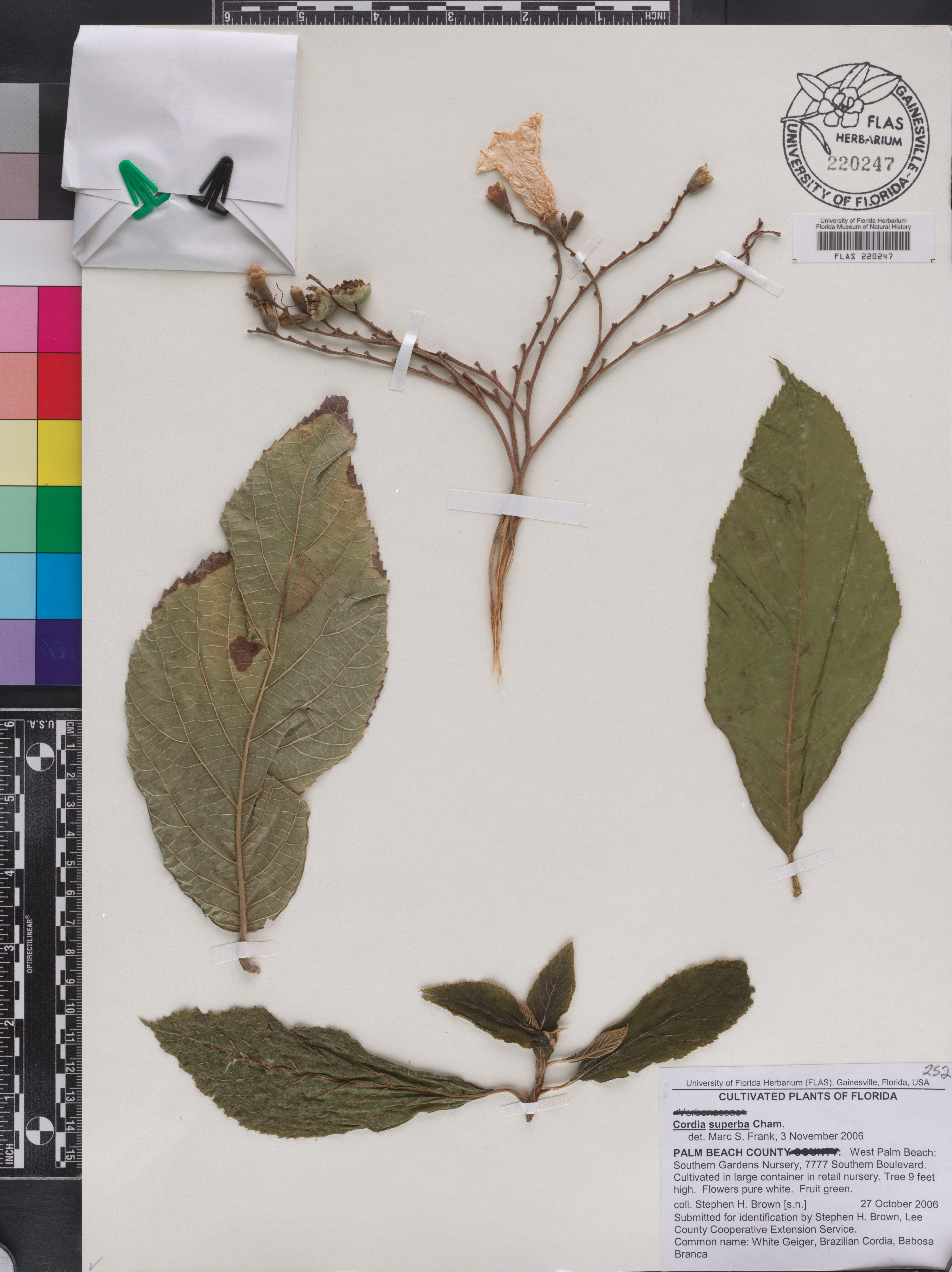 Cordia superba image