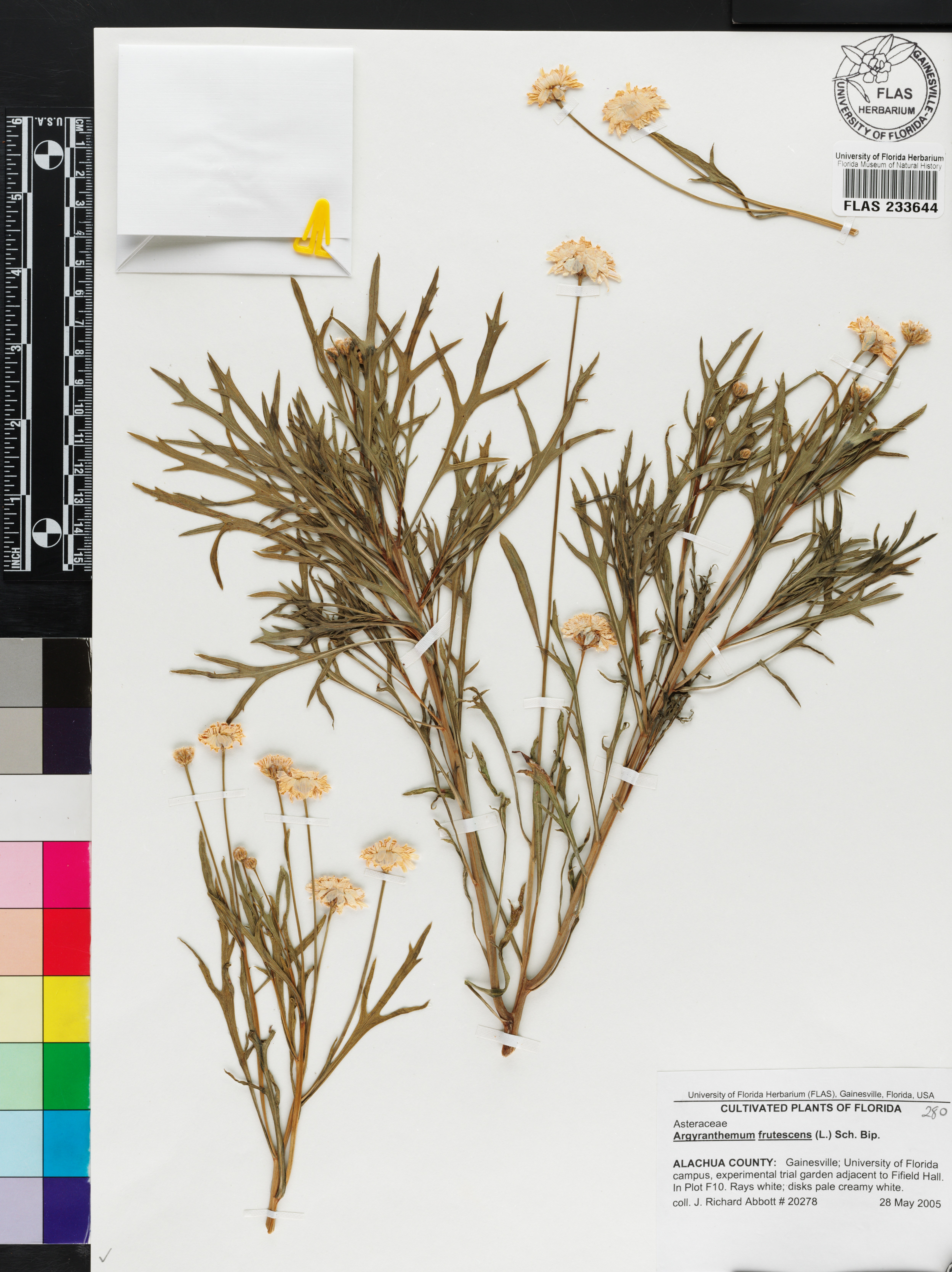 Argyranthemum image