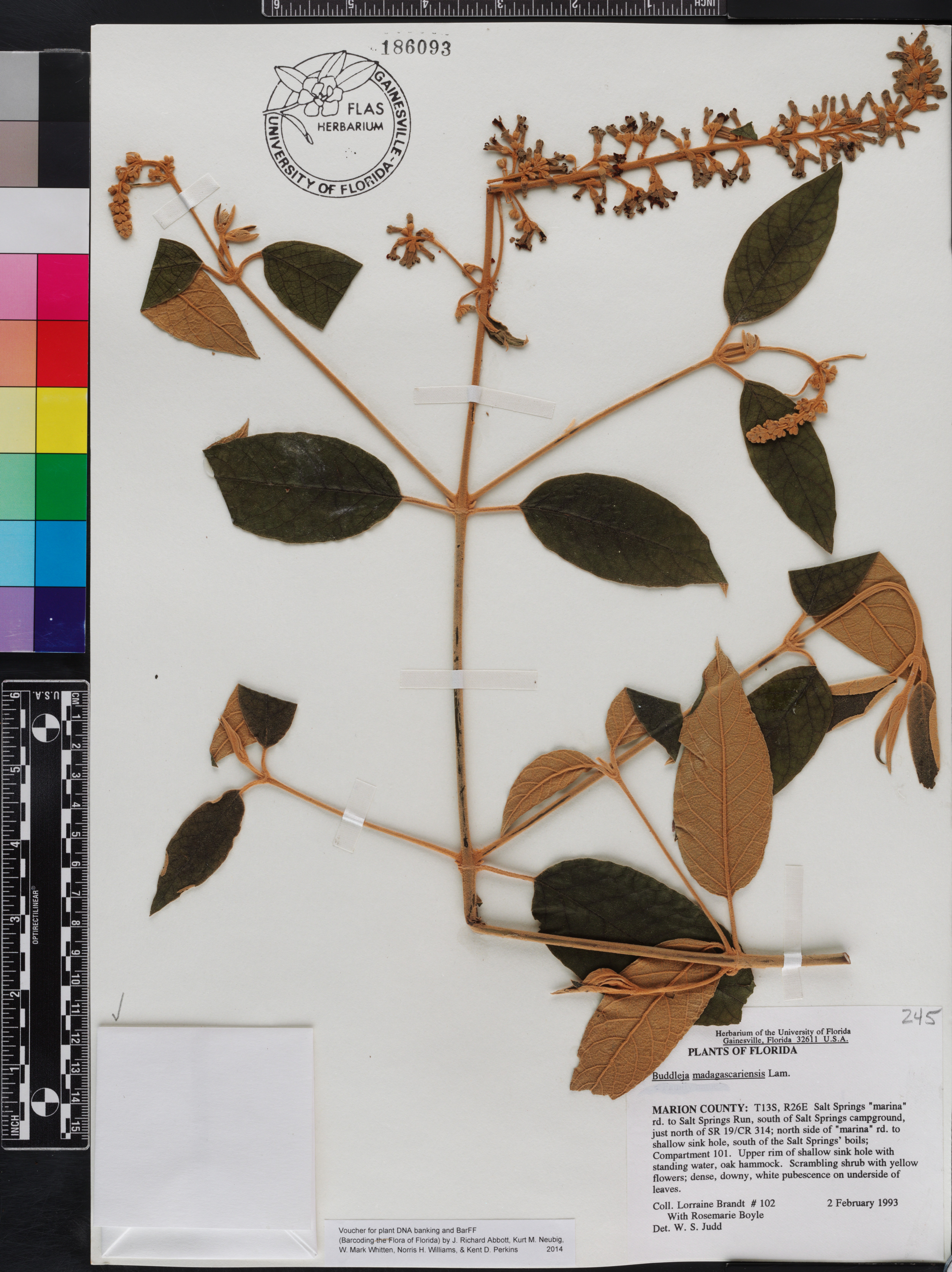 Buddleja madagascariensis image