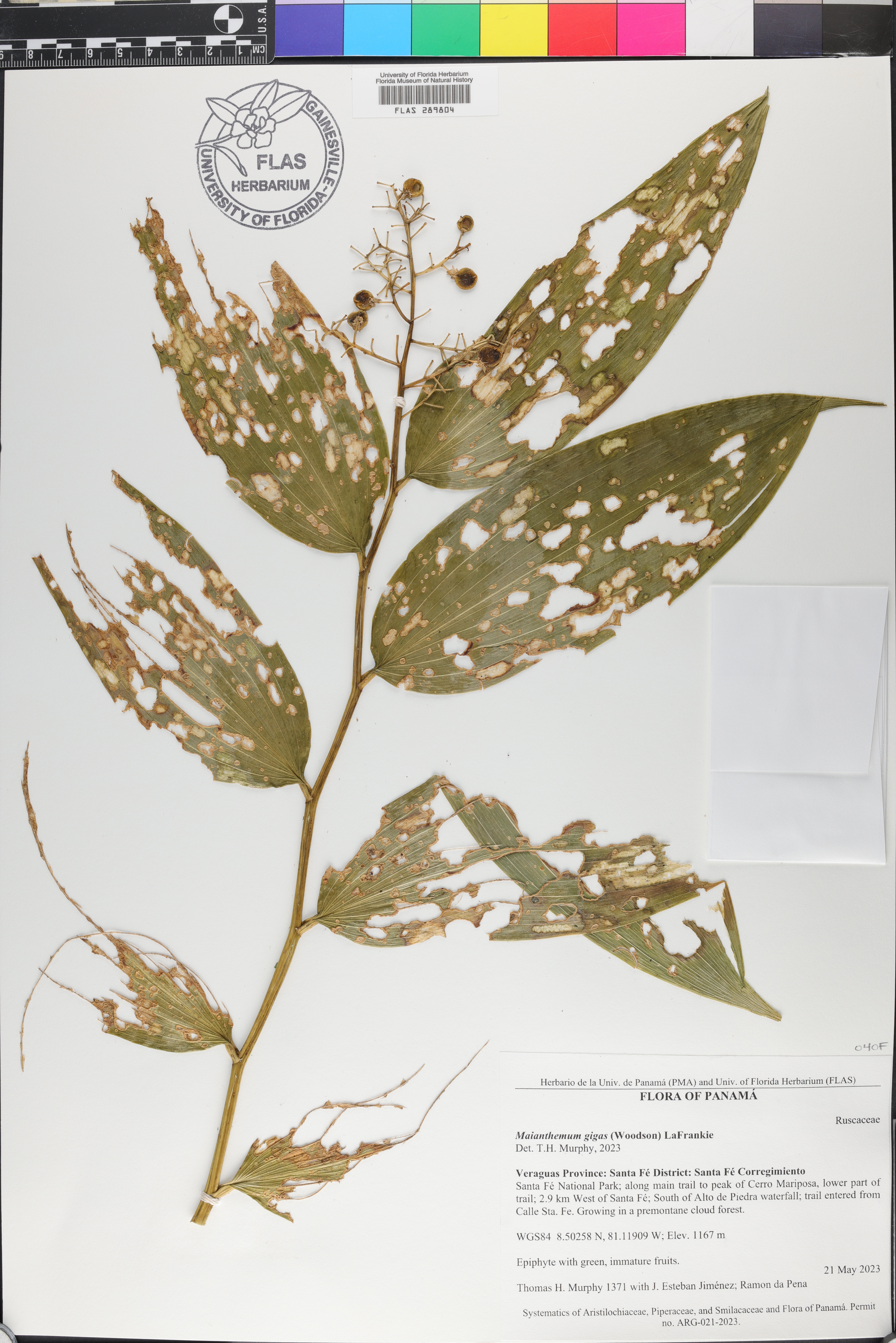 Maianthemum gigas image