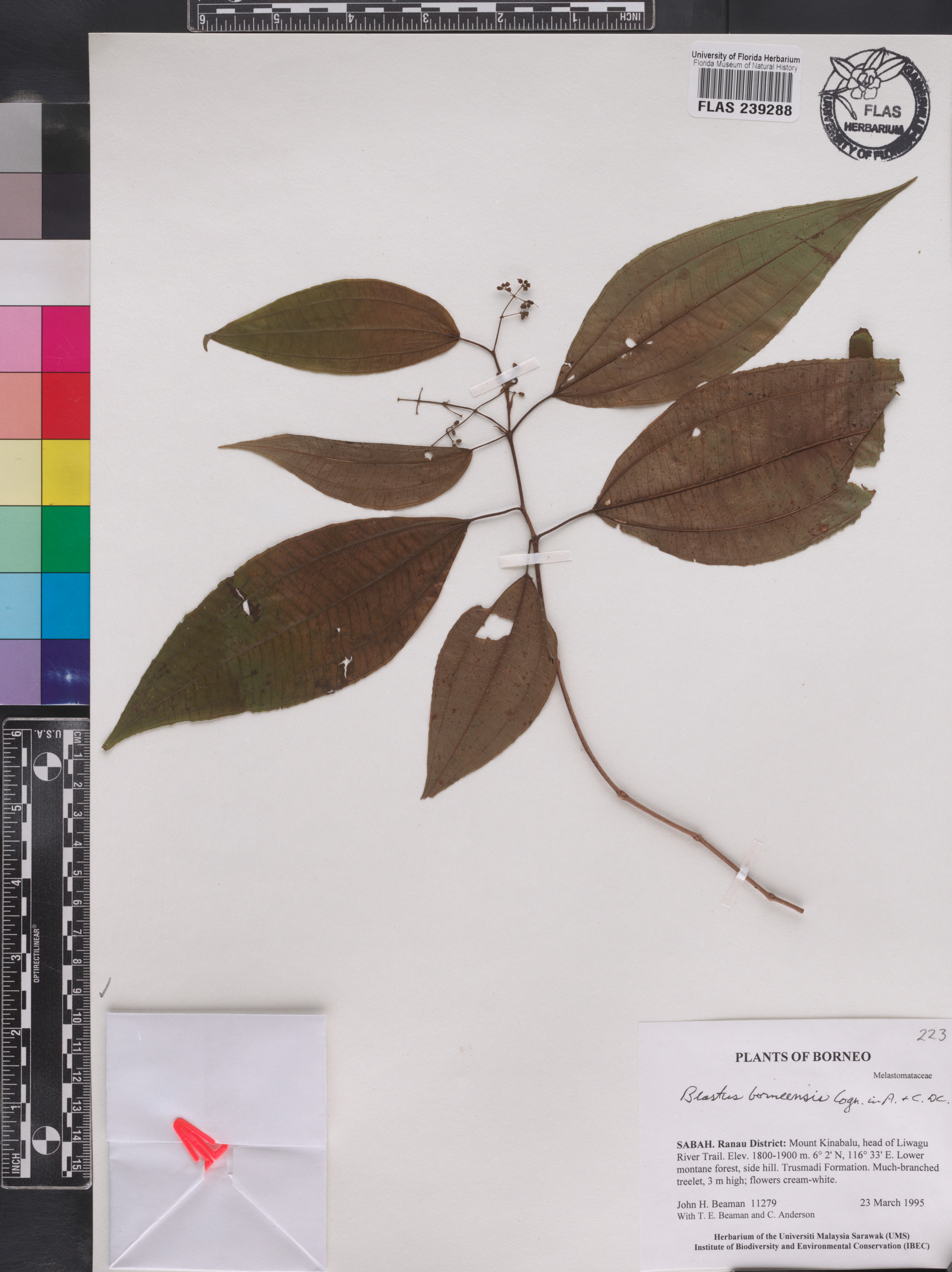 Blastus borneensis image