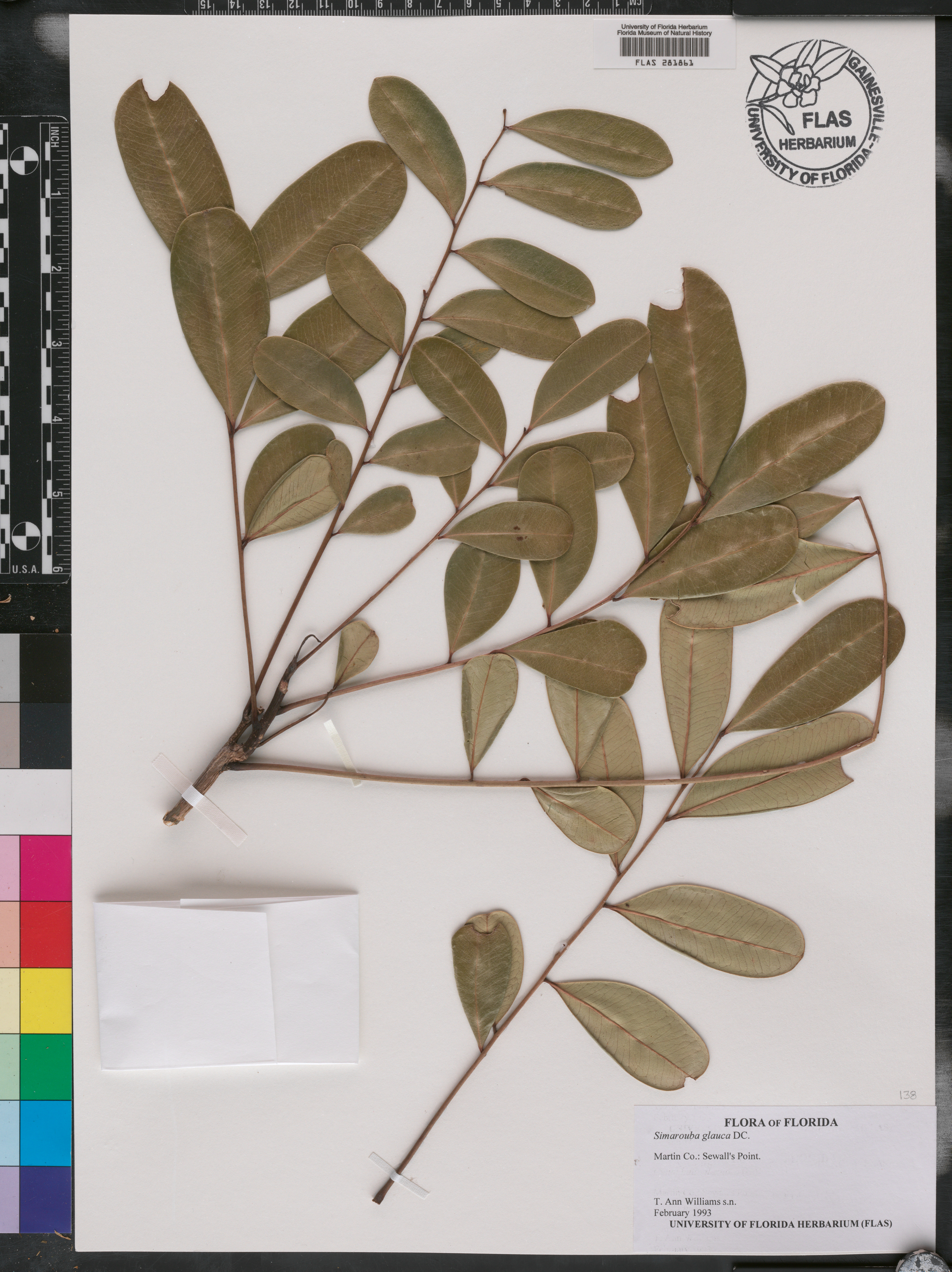 Simarouba glauca image