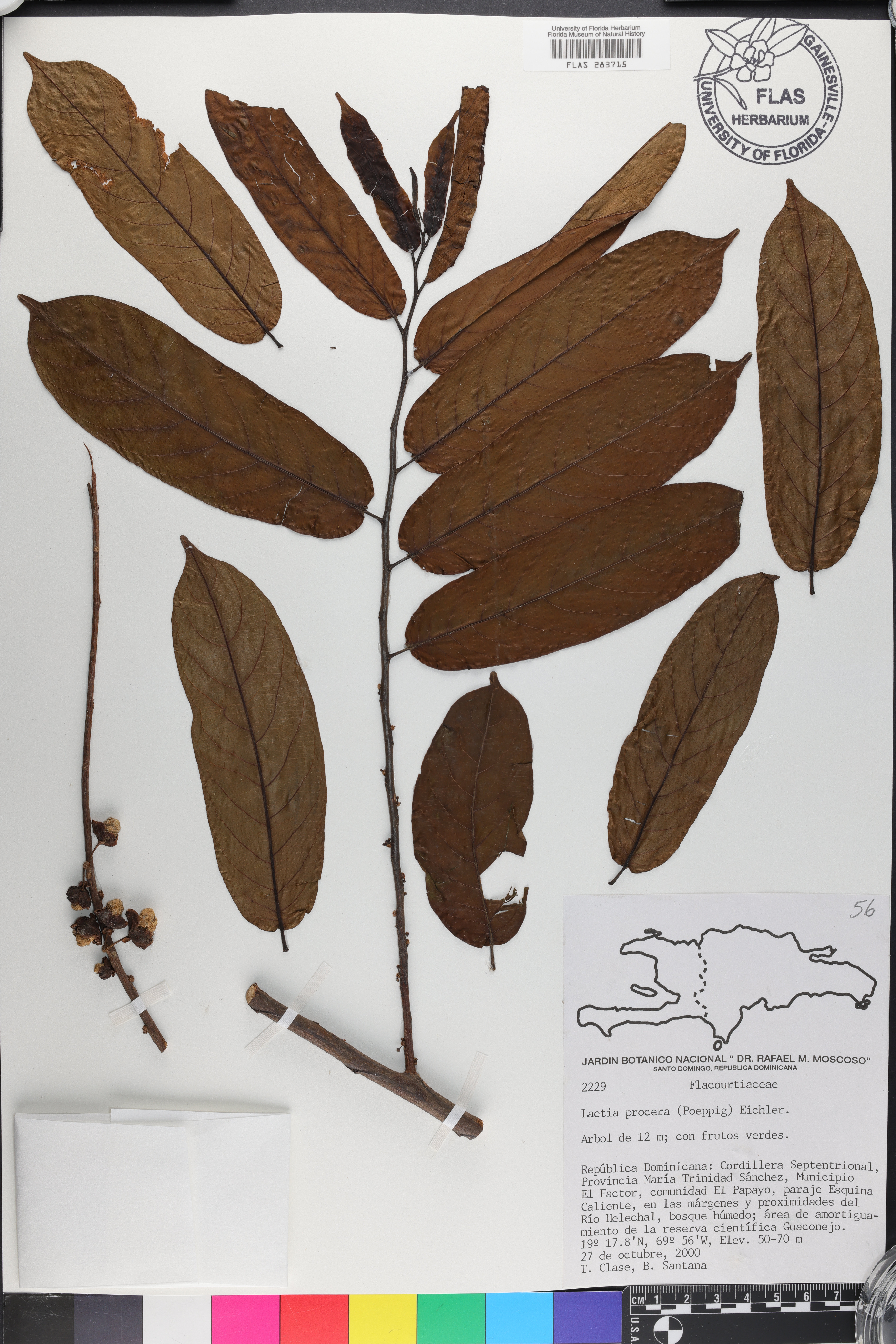 Laetia procera image