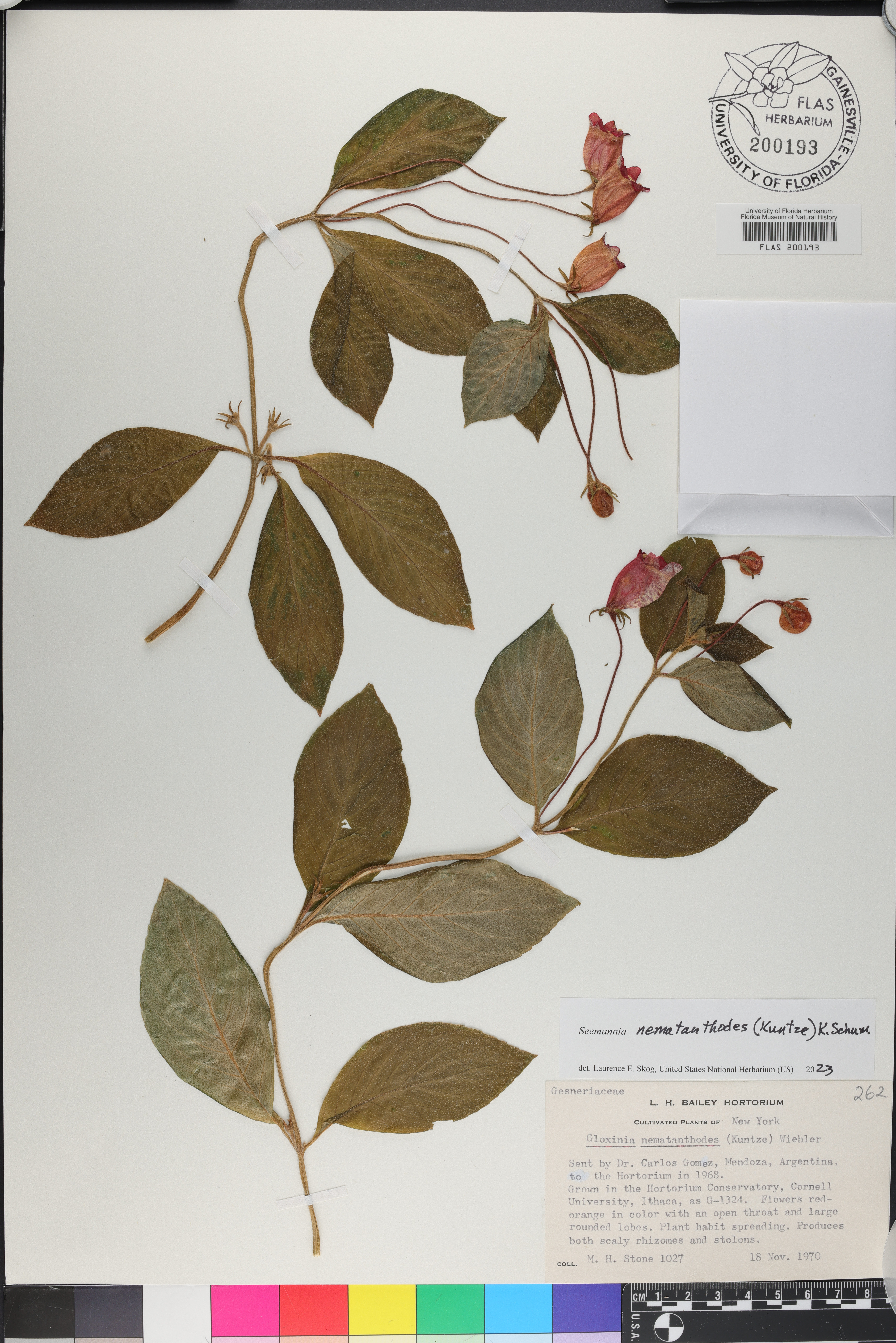 Seemannia nematanthodes image