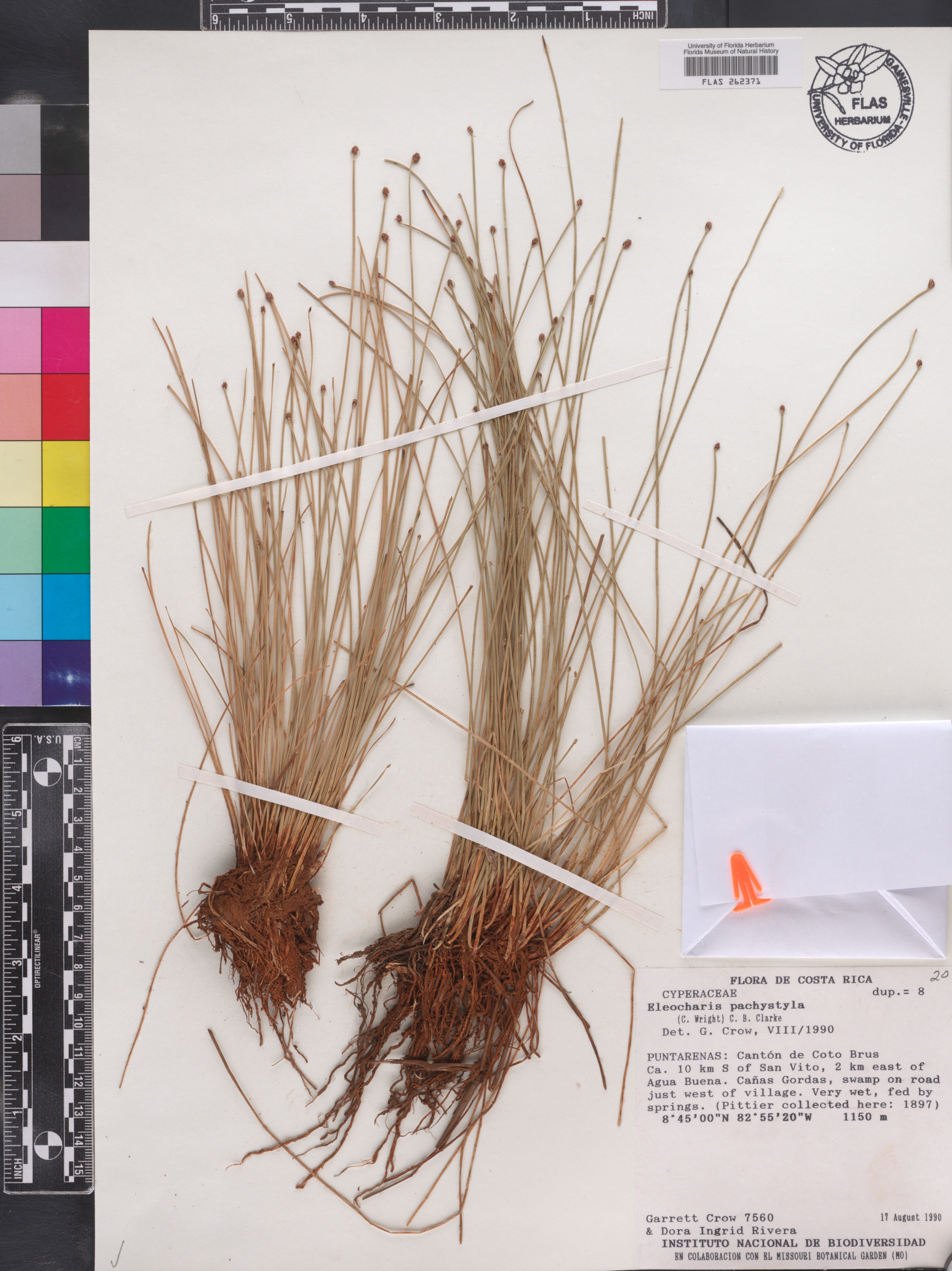 Eleocharis pachystyla image