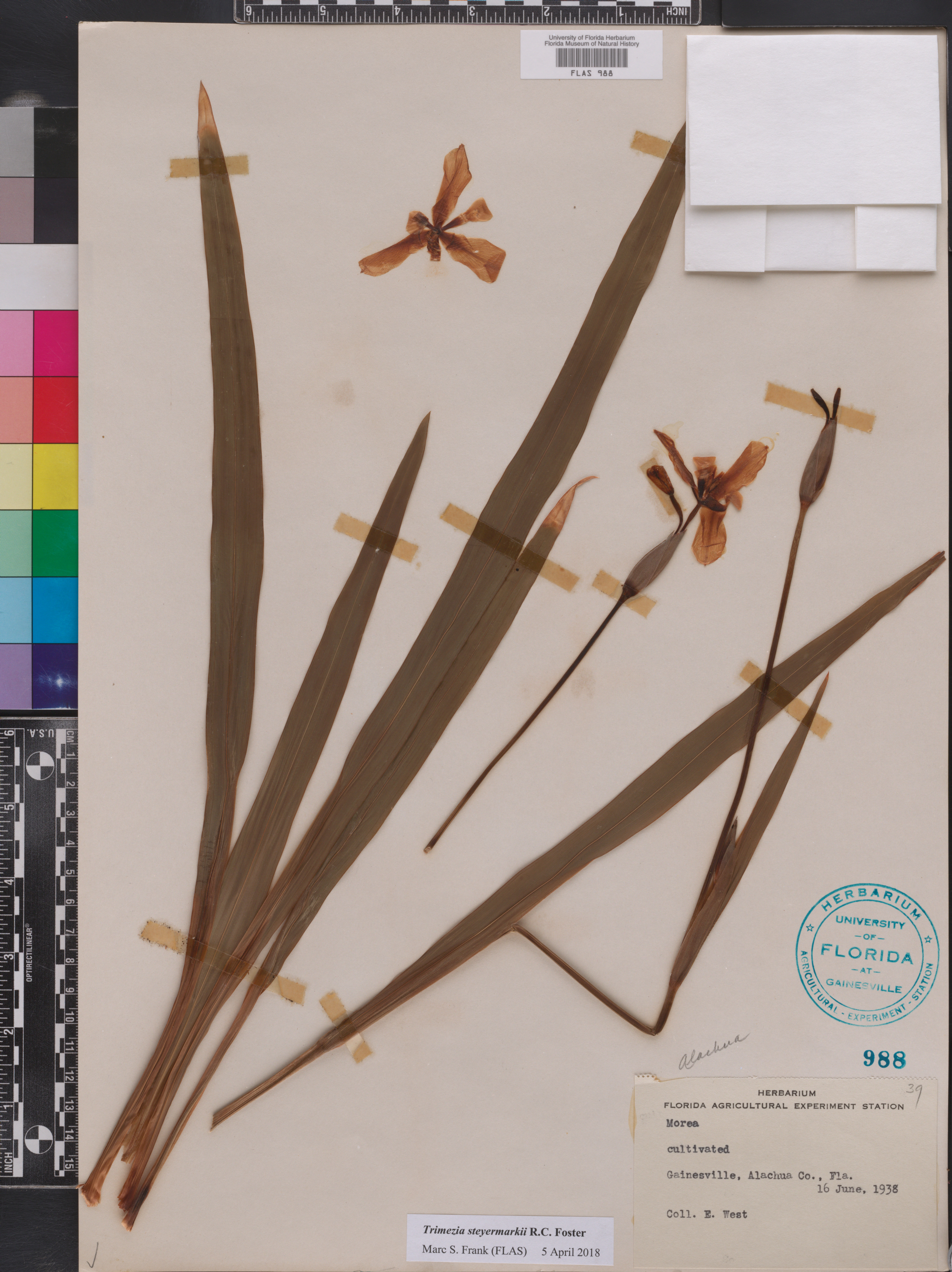 Trimezia steyermarkii image
