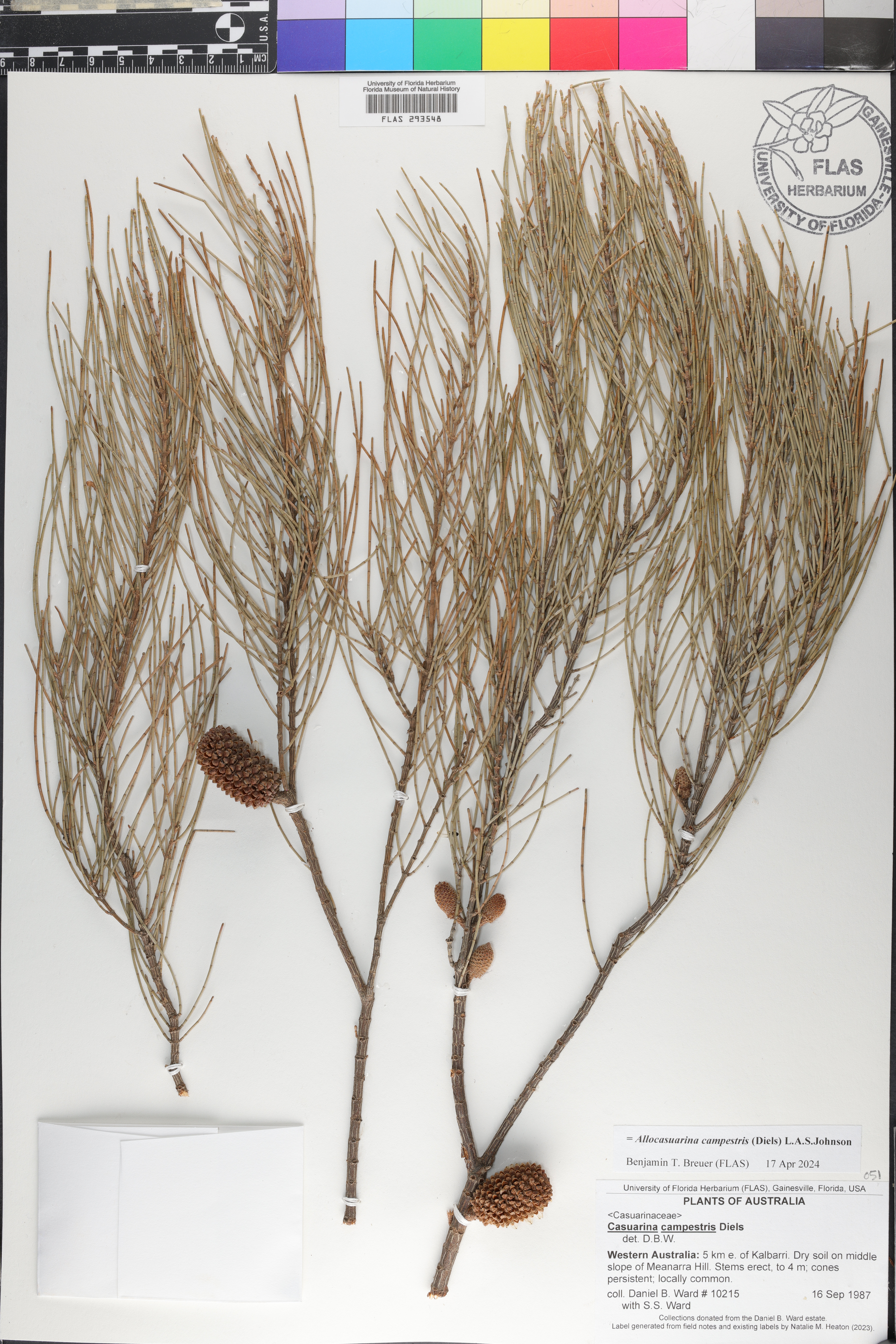 Allocasuarina campestris image