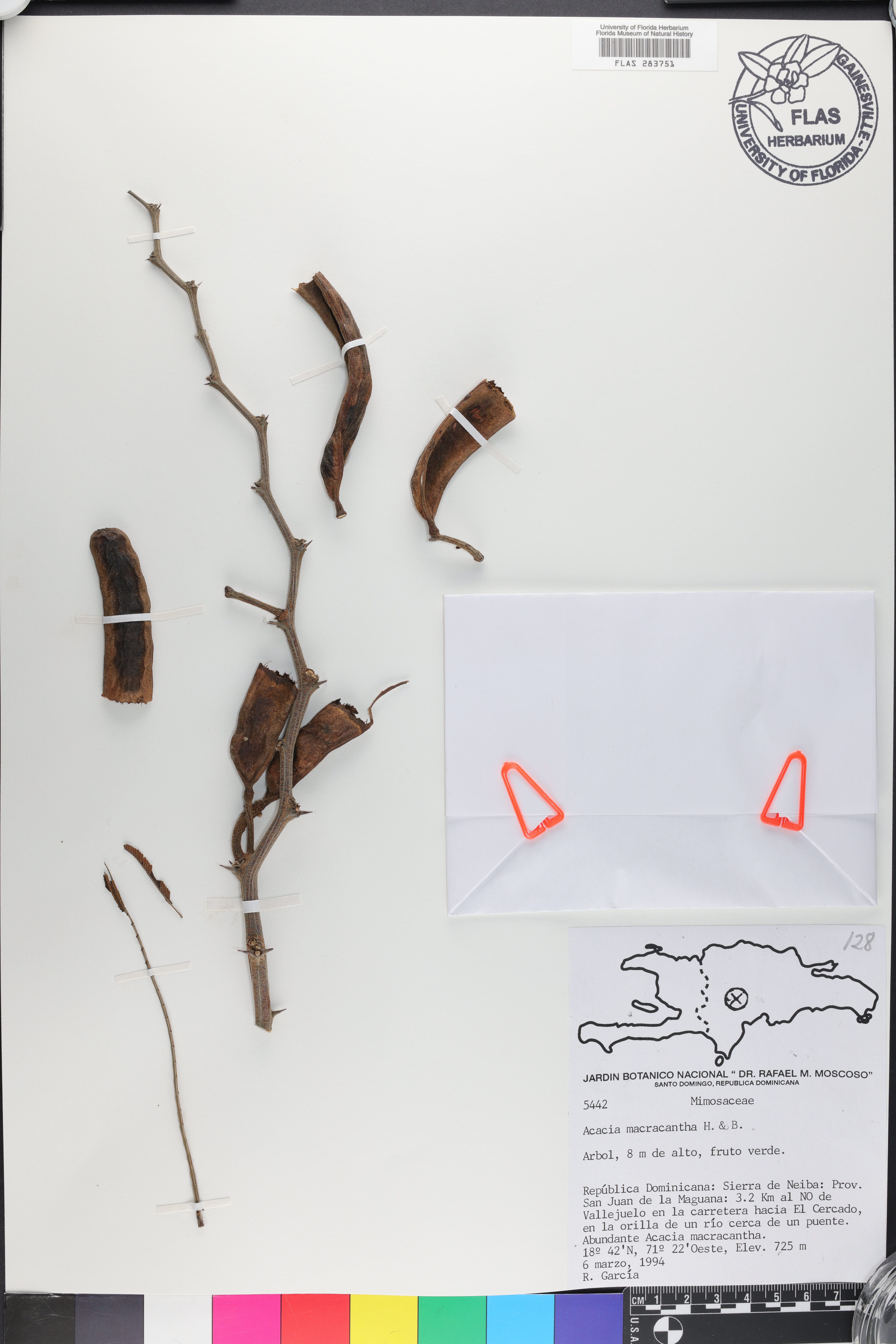 Acacia macracantha image