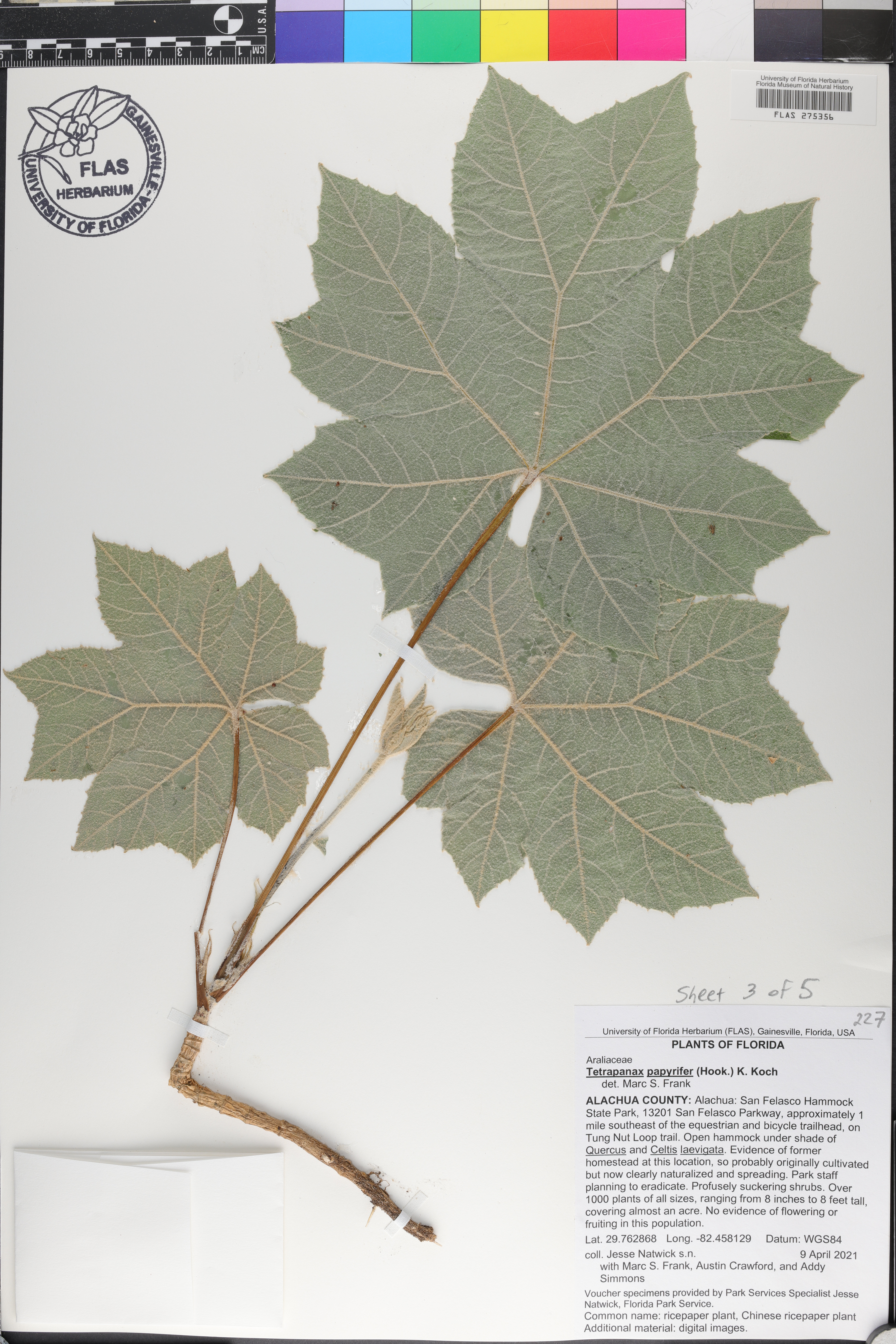 Tetrapanax papyrifer image