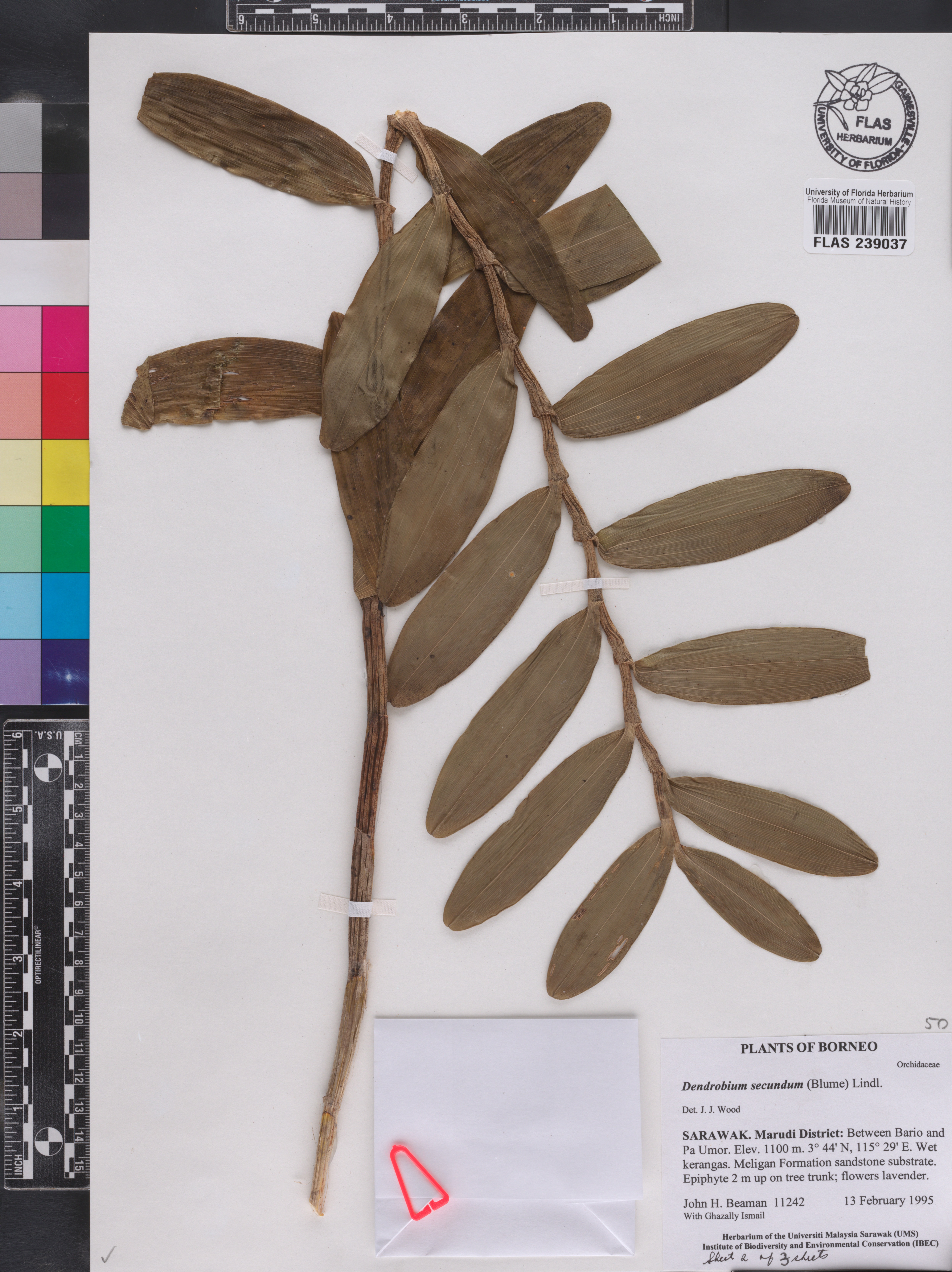 Dendrobium secundum image