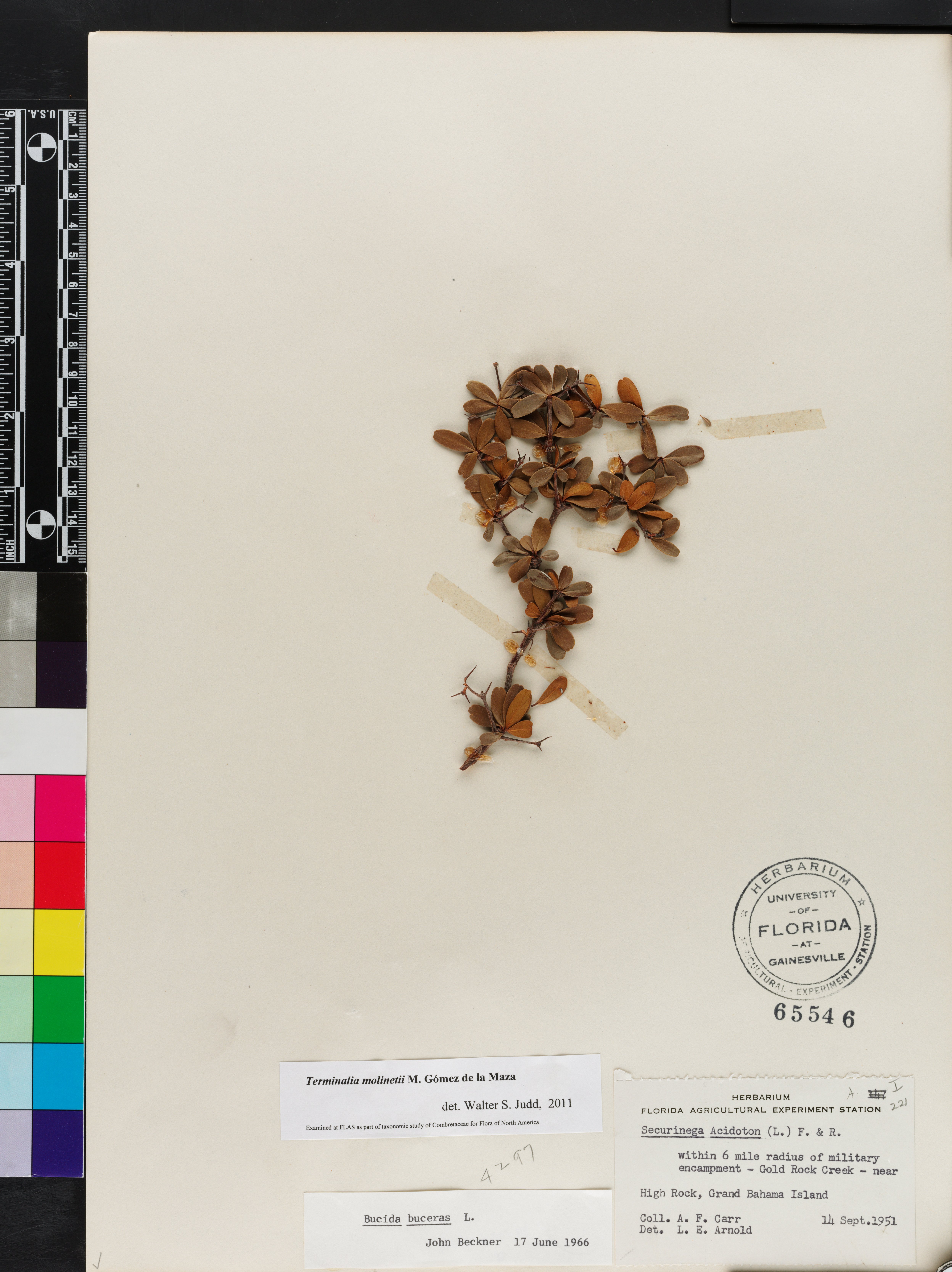 Bucida molinetii image