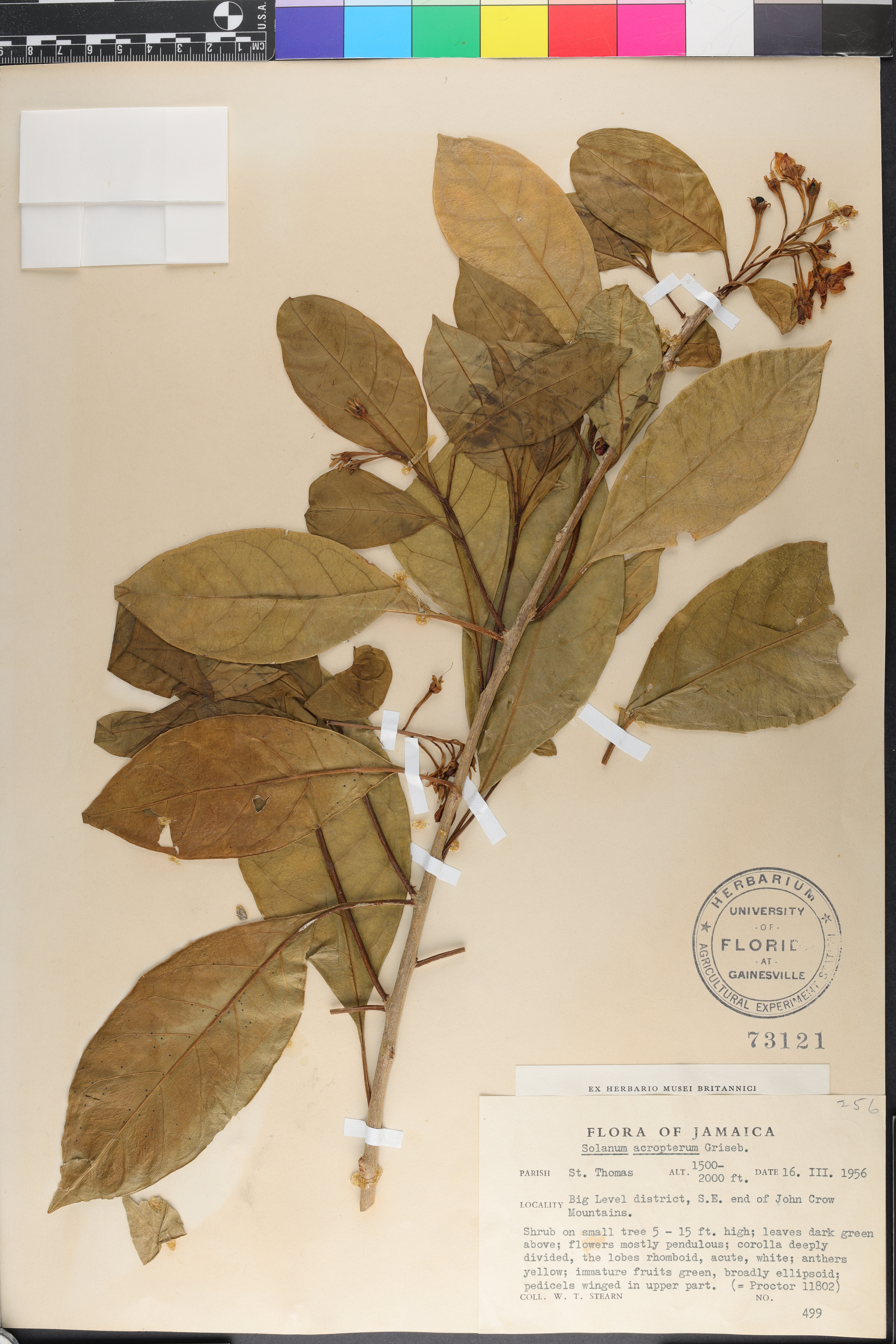 Solanum acropterum image